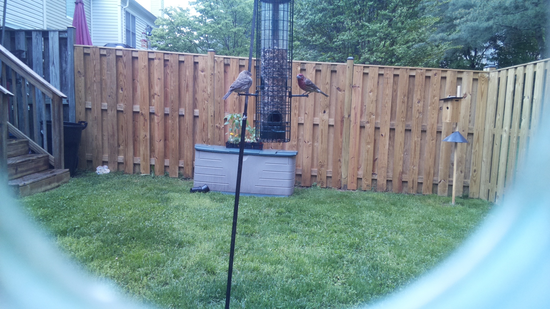 Grey Cuckooshrike