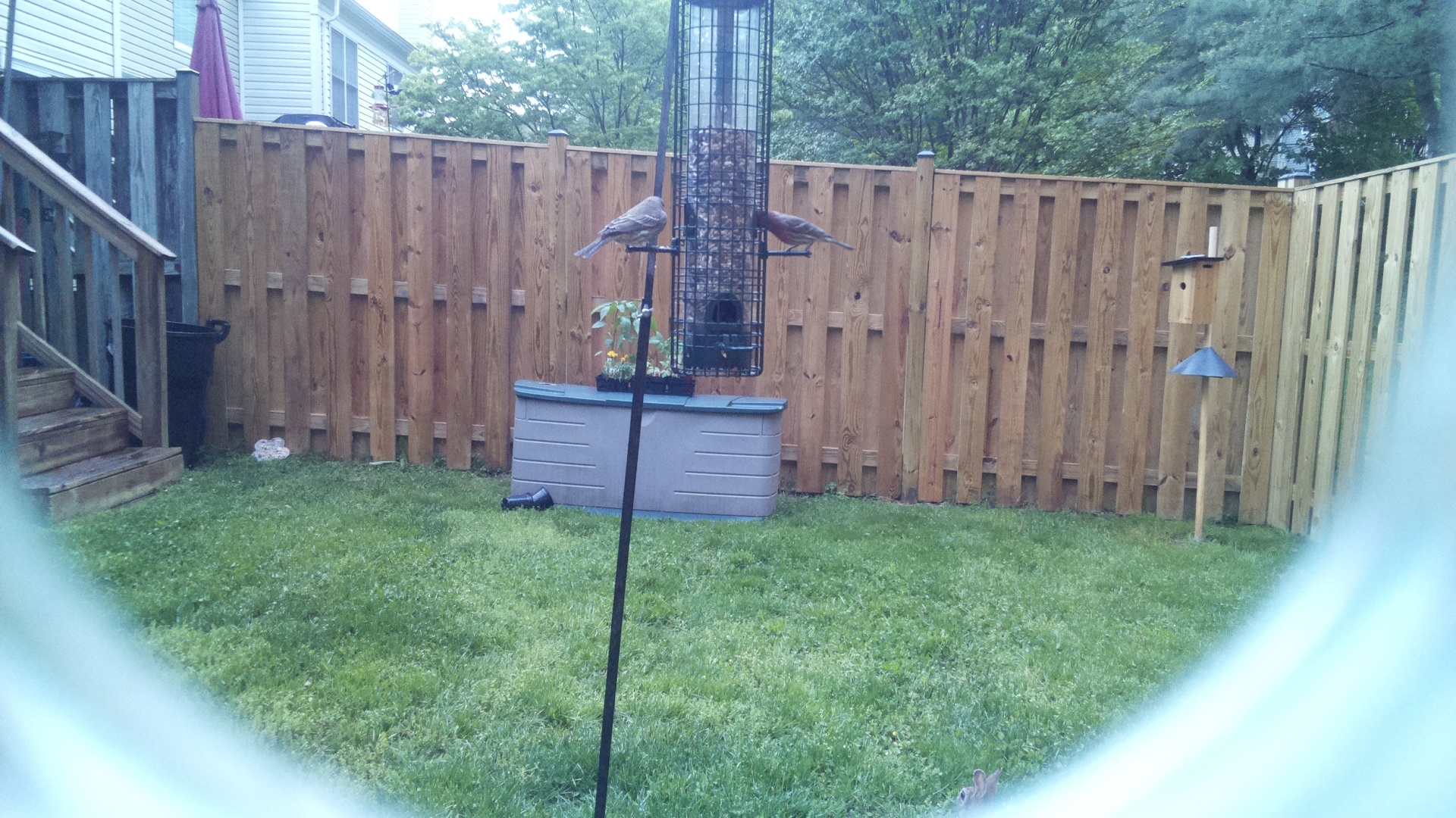Grey Cuckooshrike