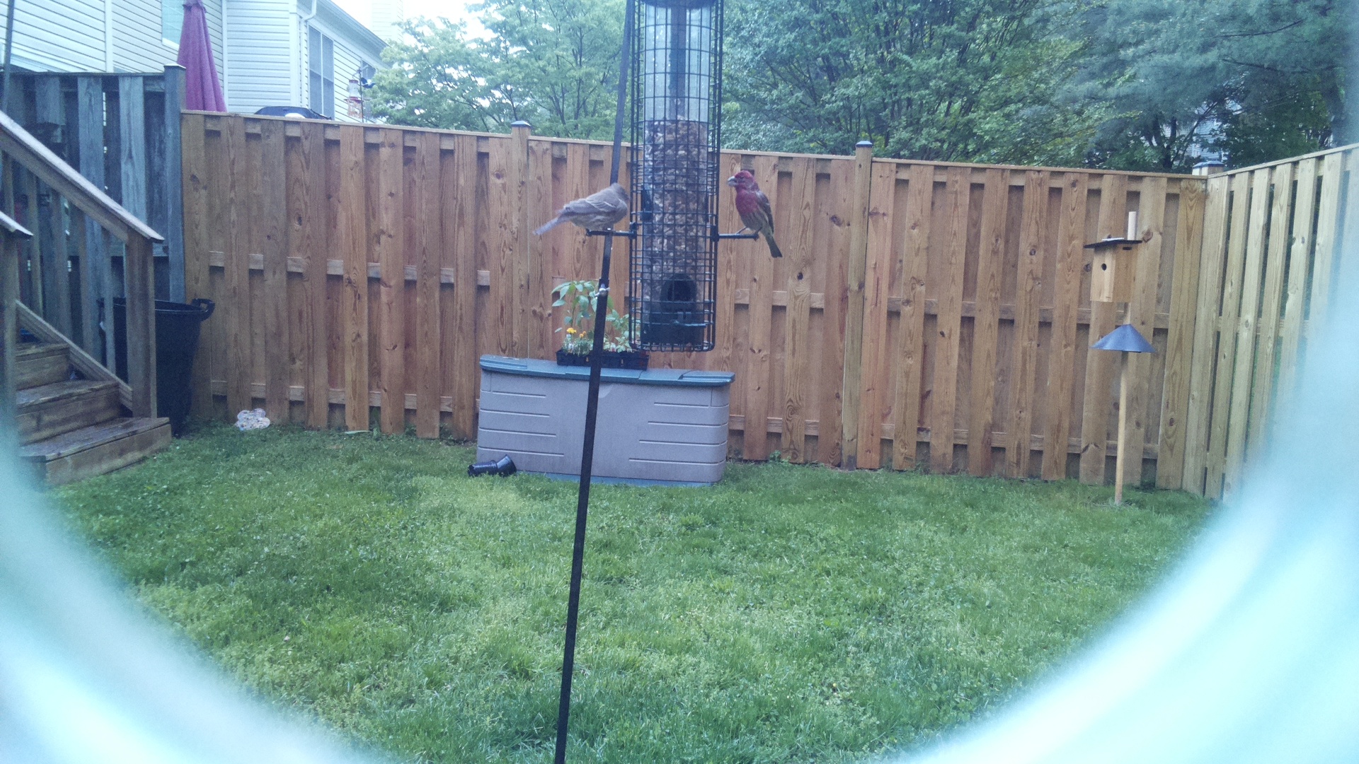 Purple Finch