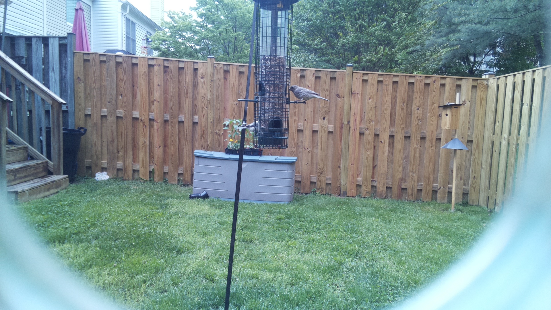 Grey Cuckooshrike