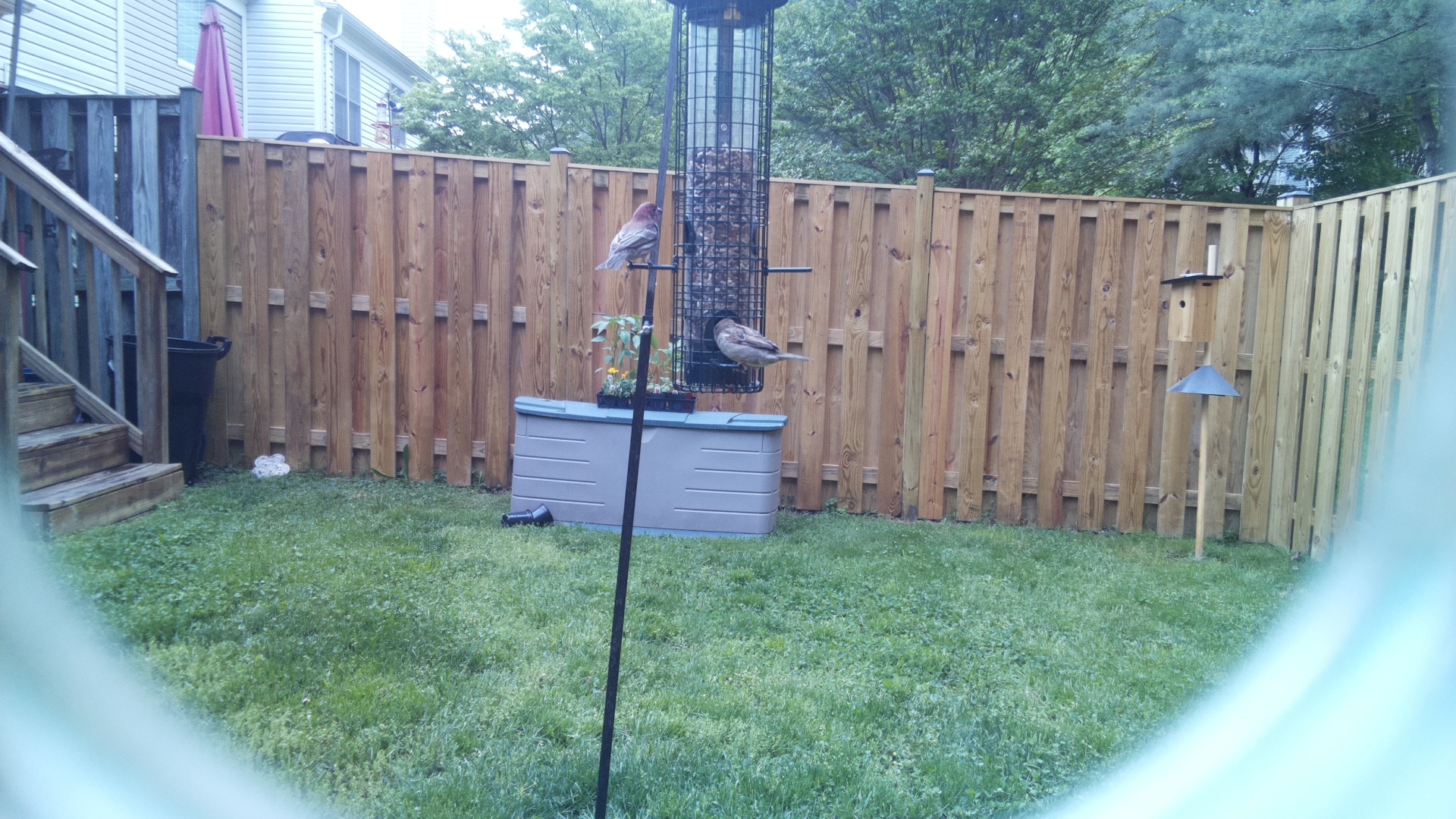 House Finch