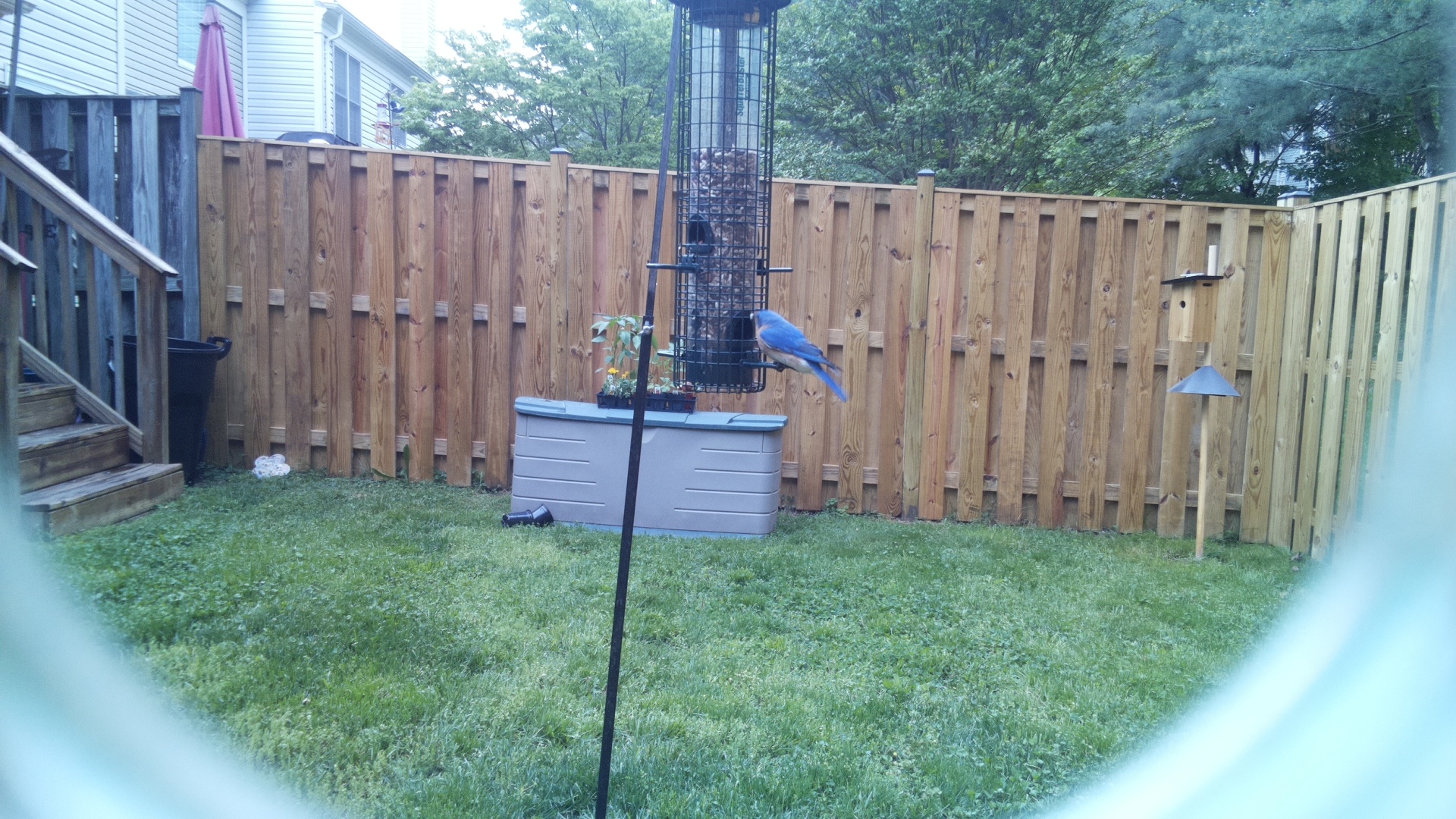 Eastern Bluebird