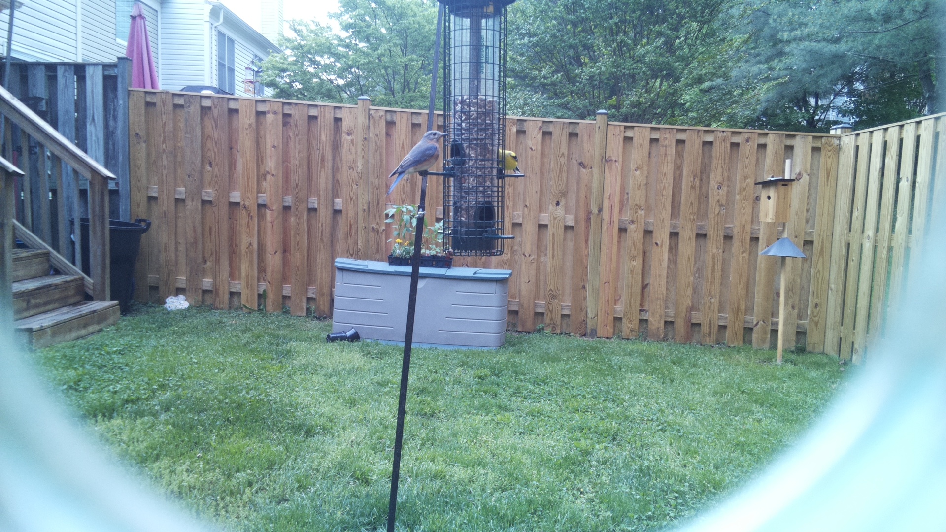 Eastern Bluebird