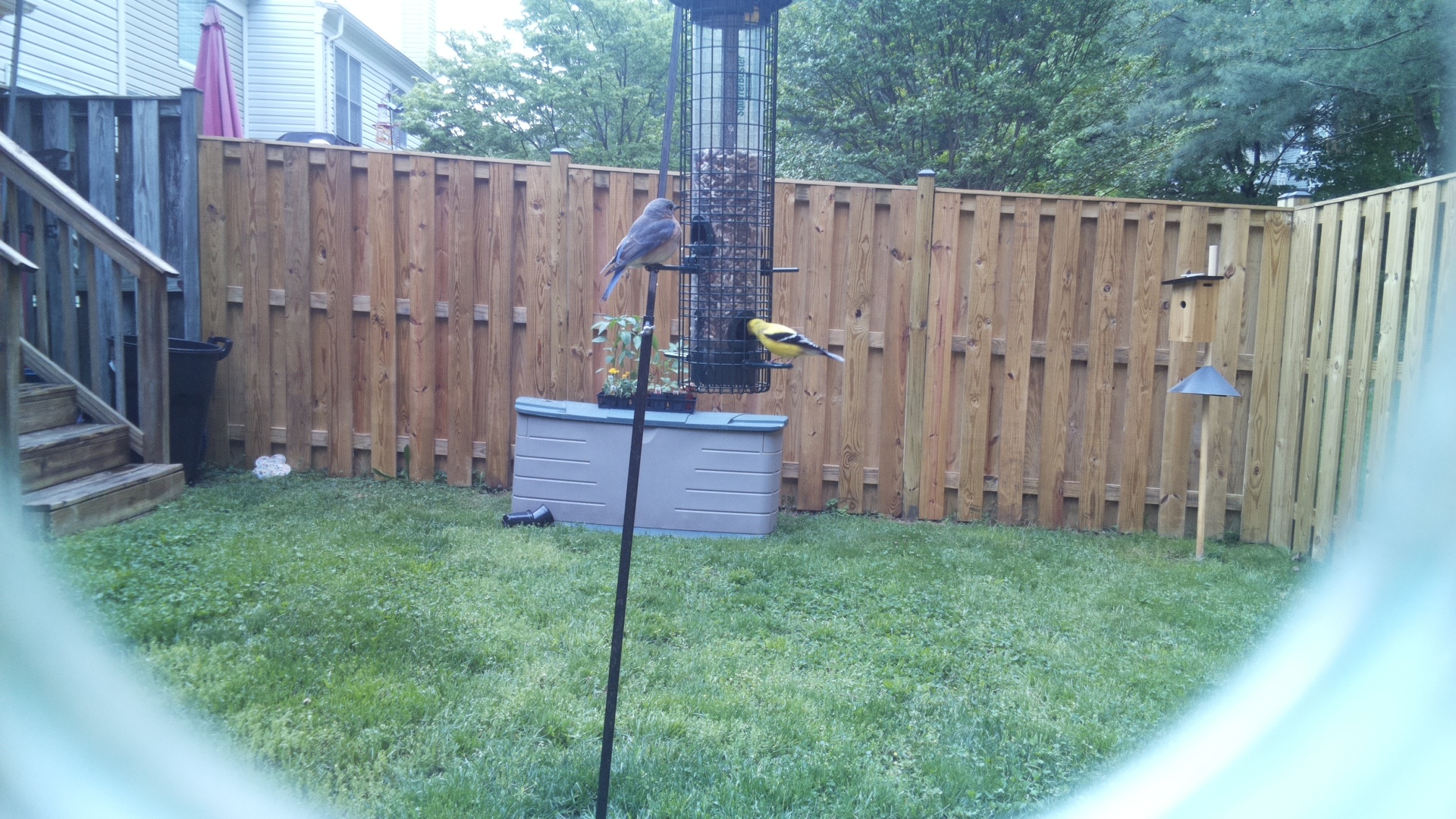 Eastern Bluebird