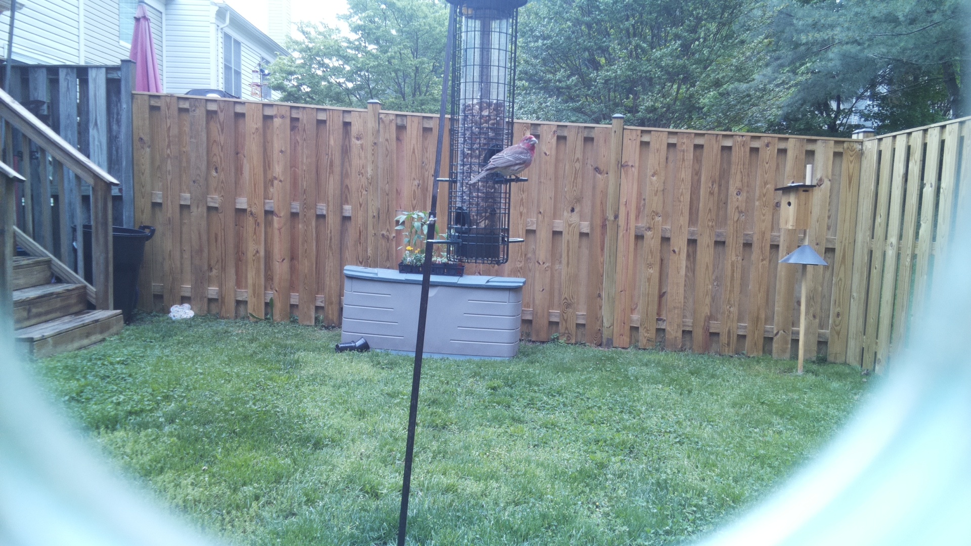 House Finch
