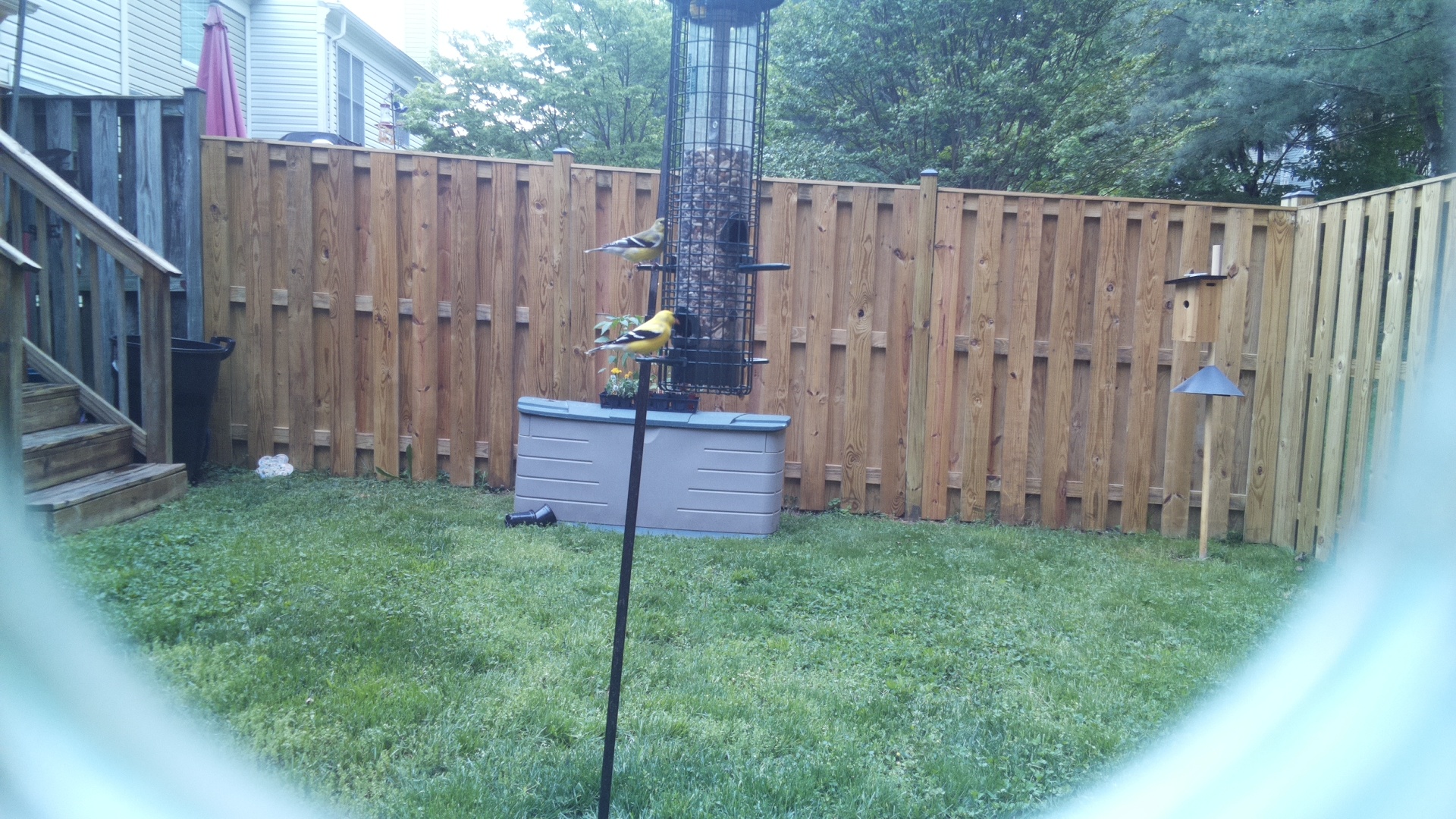 Common Iora