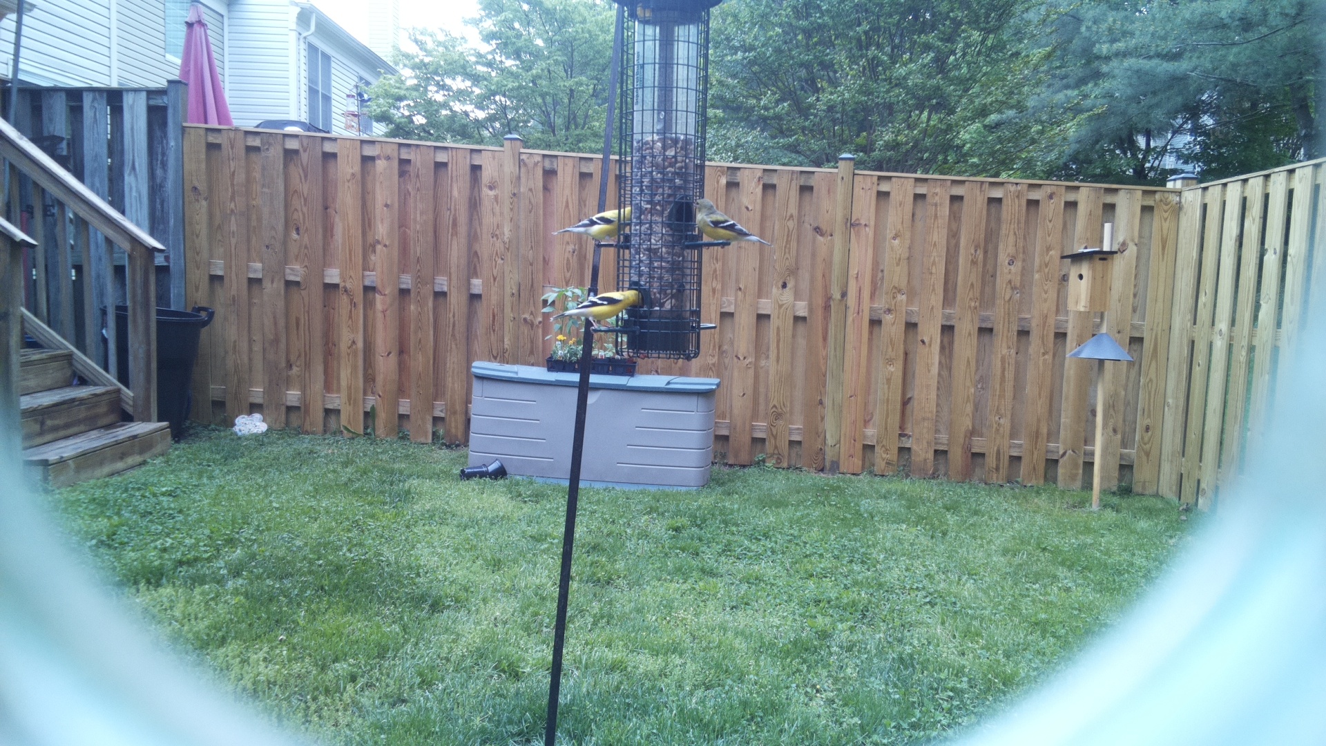 Parus Major