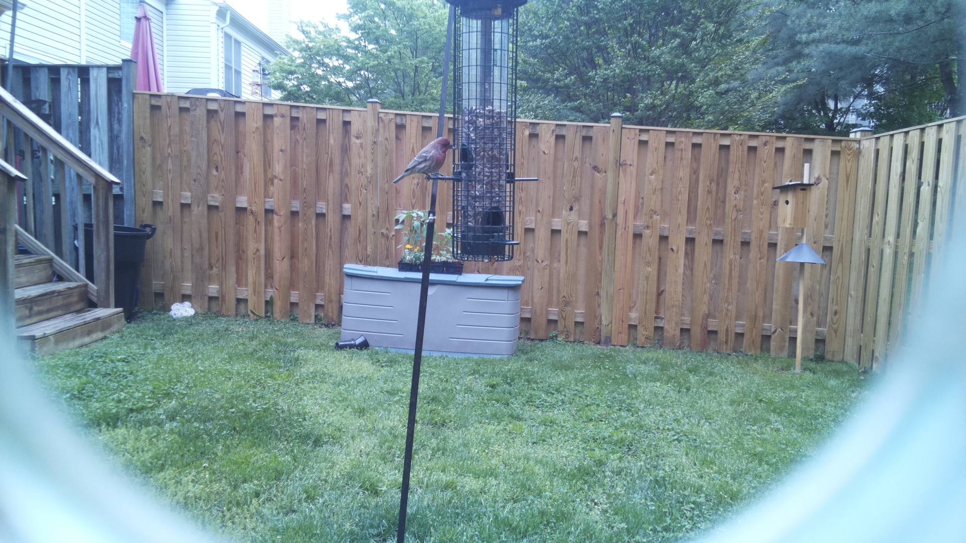House Finch