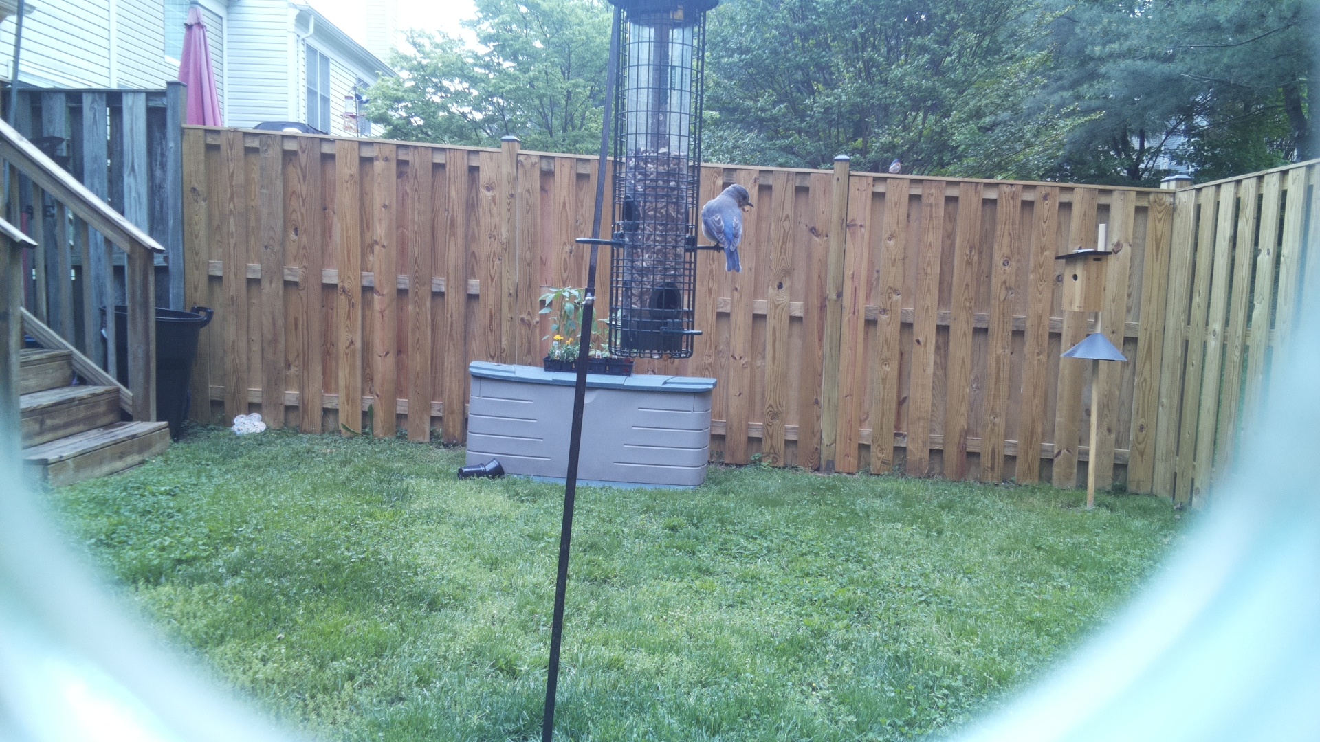 Eastern Bluebird