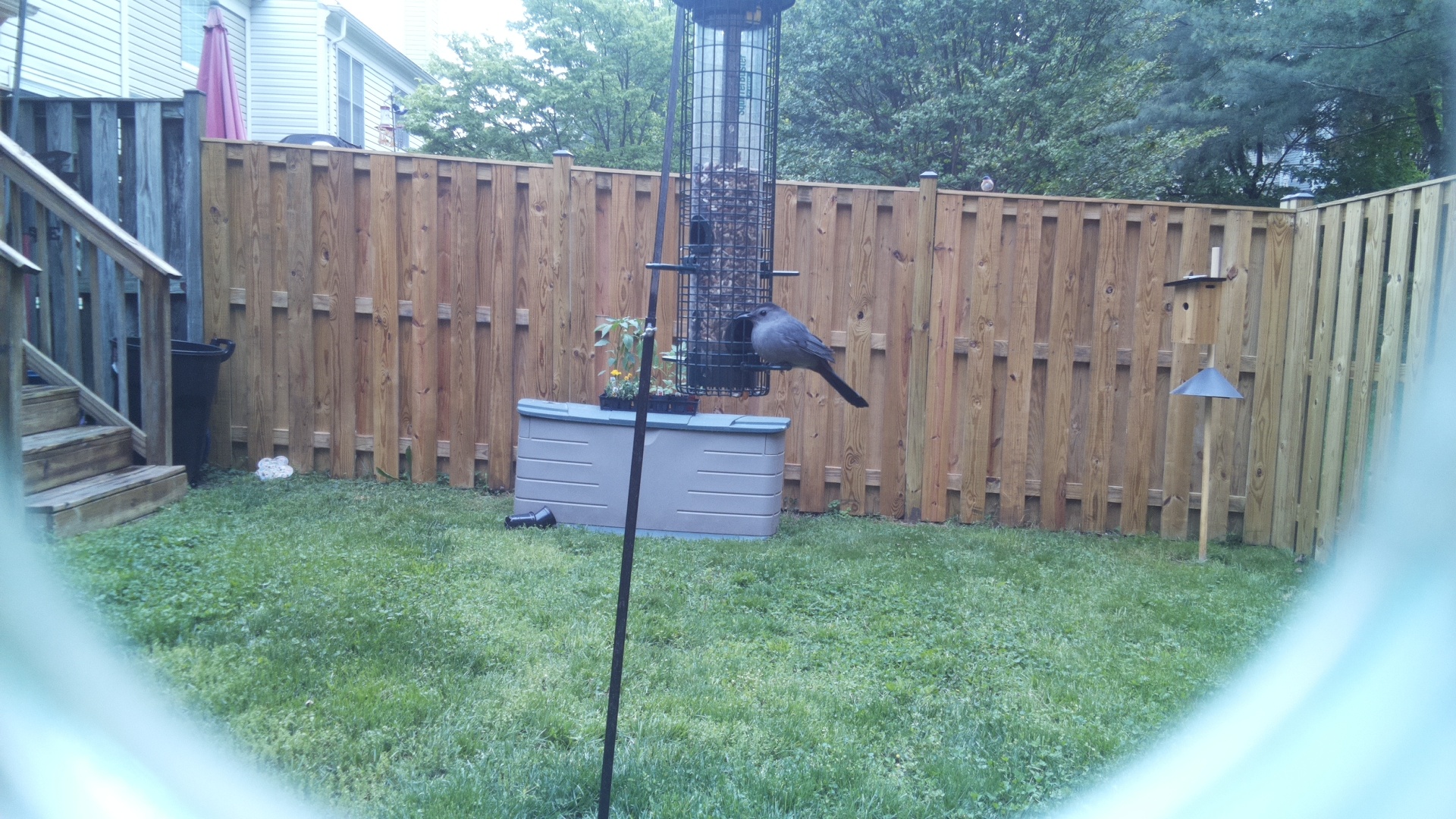 Brewers Blackbird