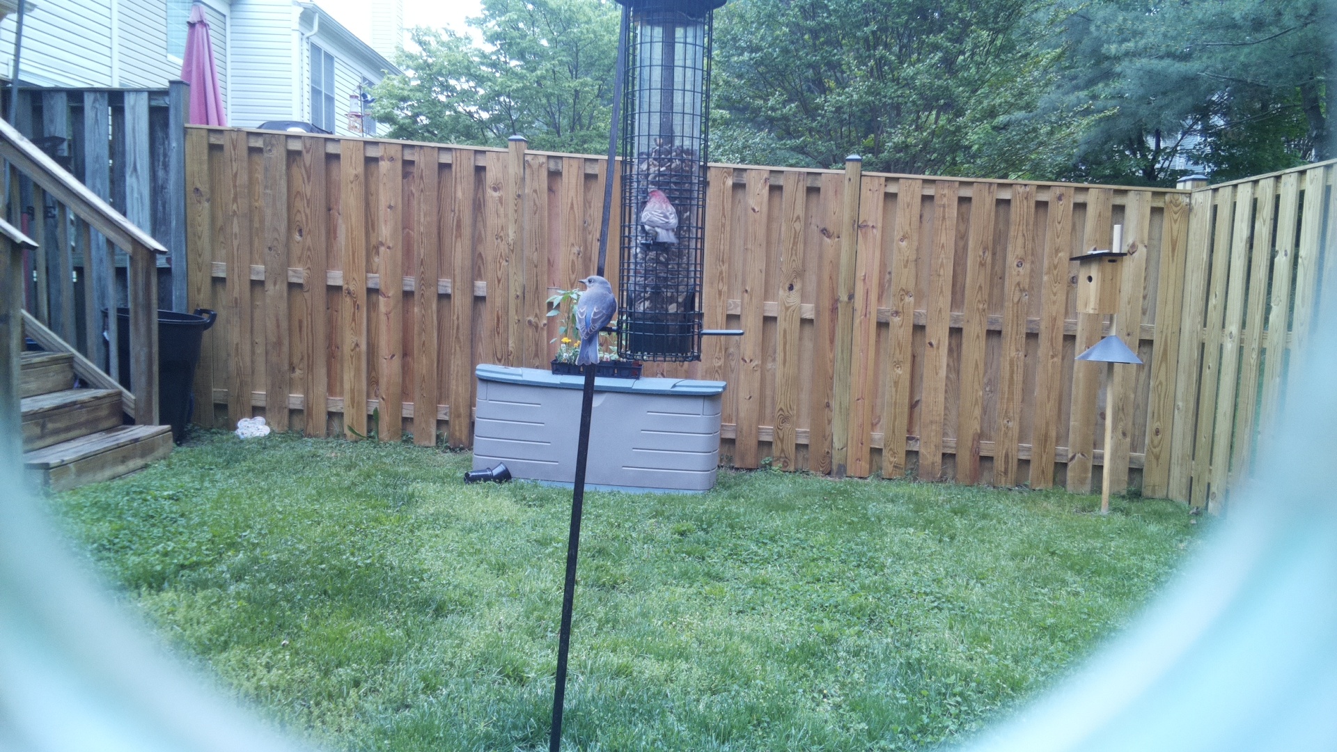 Grey Cuckooshrike