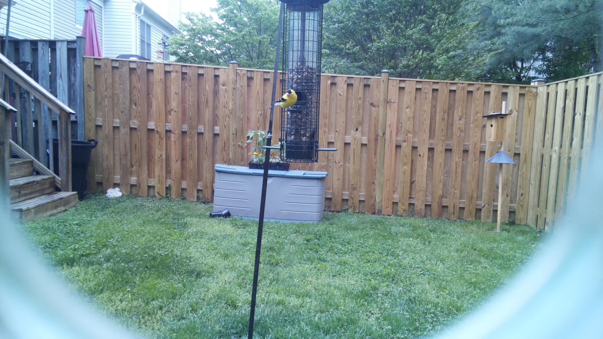 American Goldfinch