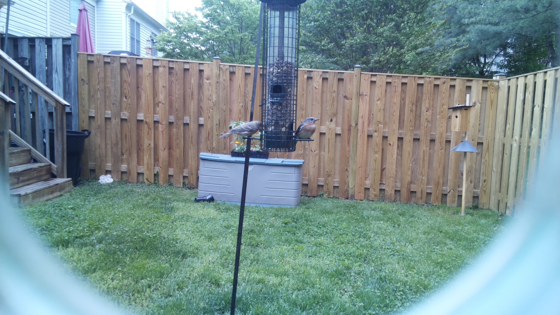 Clarks Nutcracker