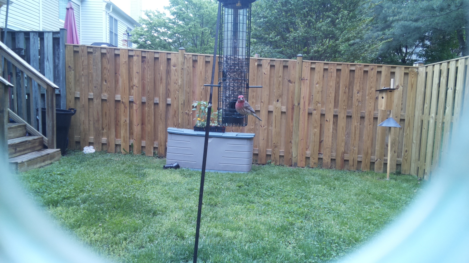 House Finch