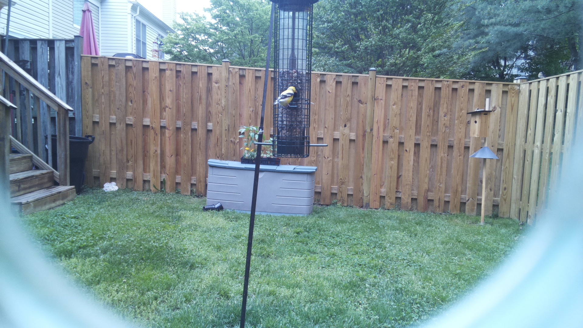 Canary