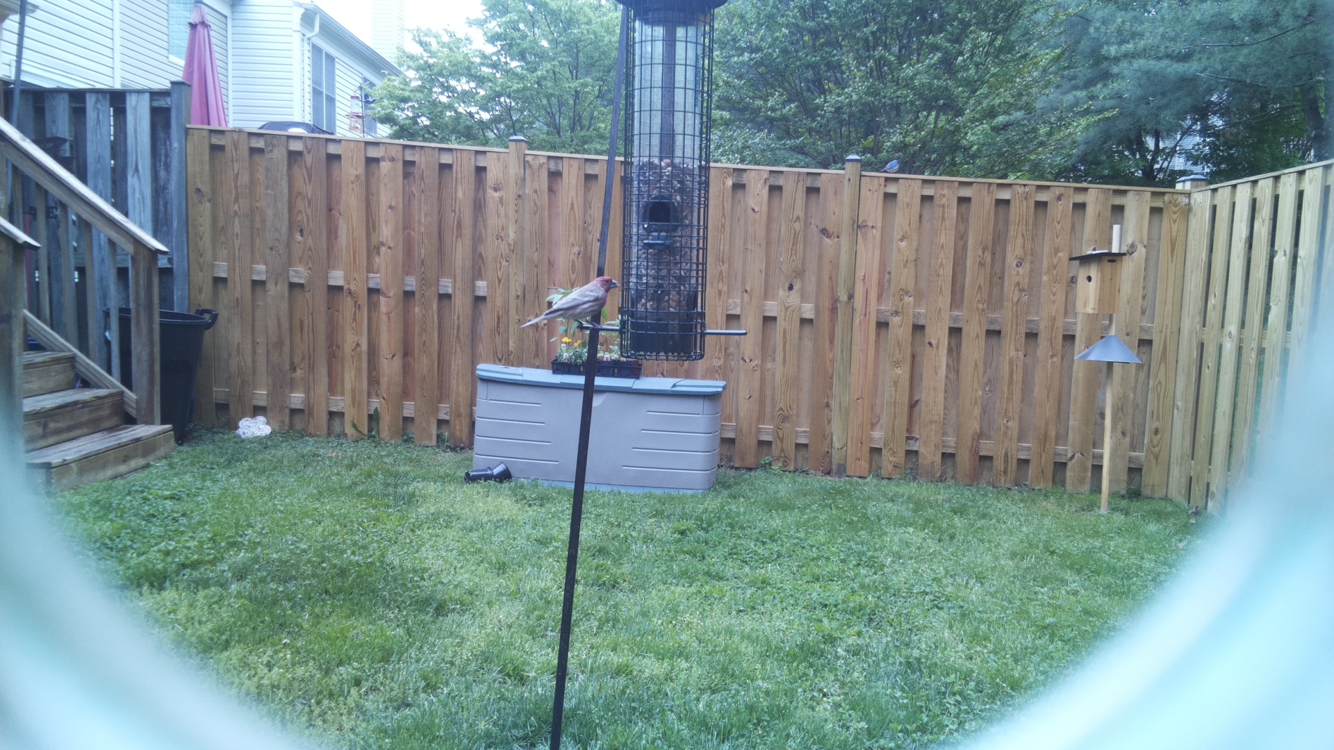 House Finch