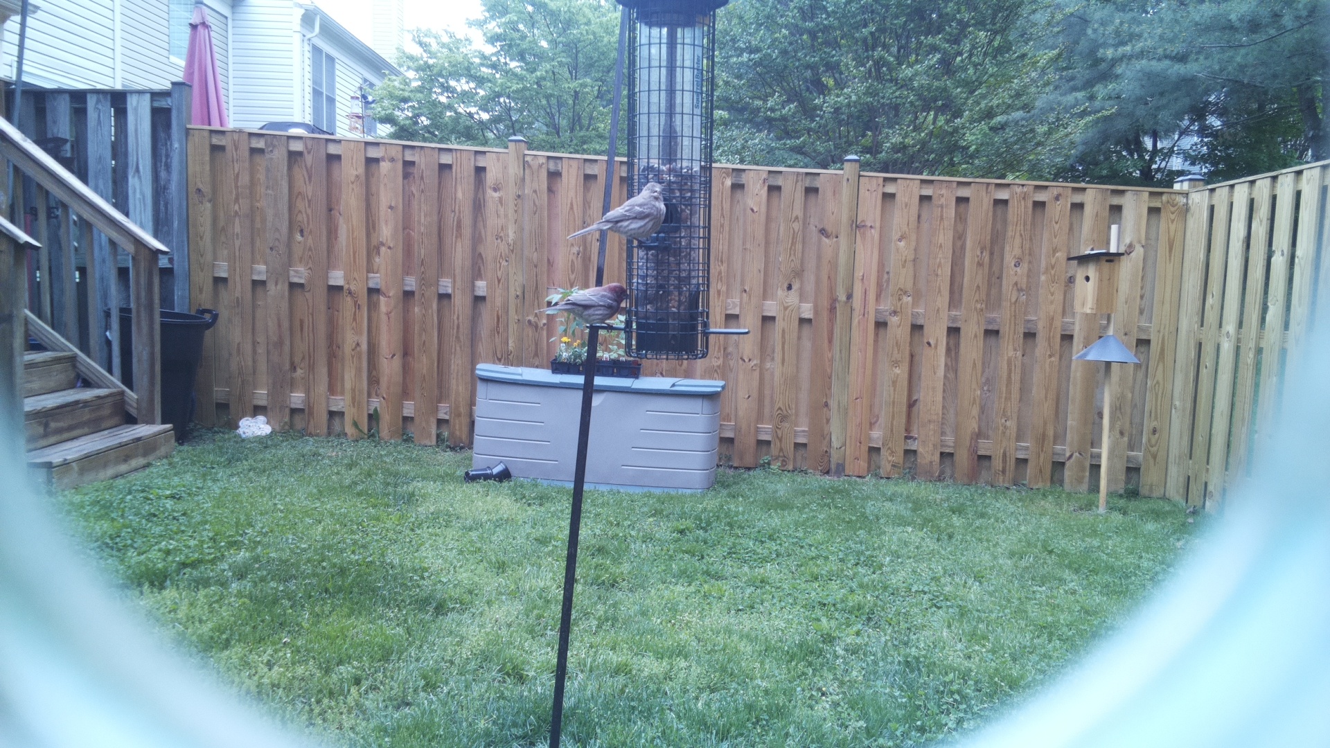 House Finch