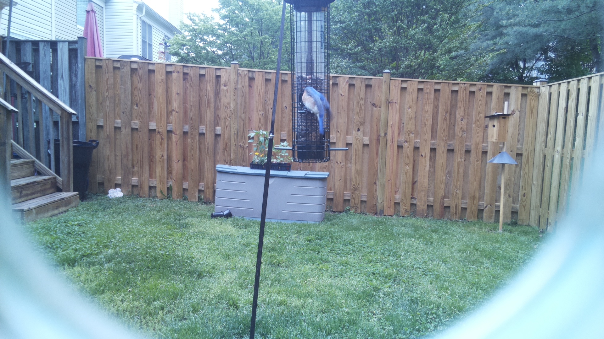 Eurasian Bullfinch