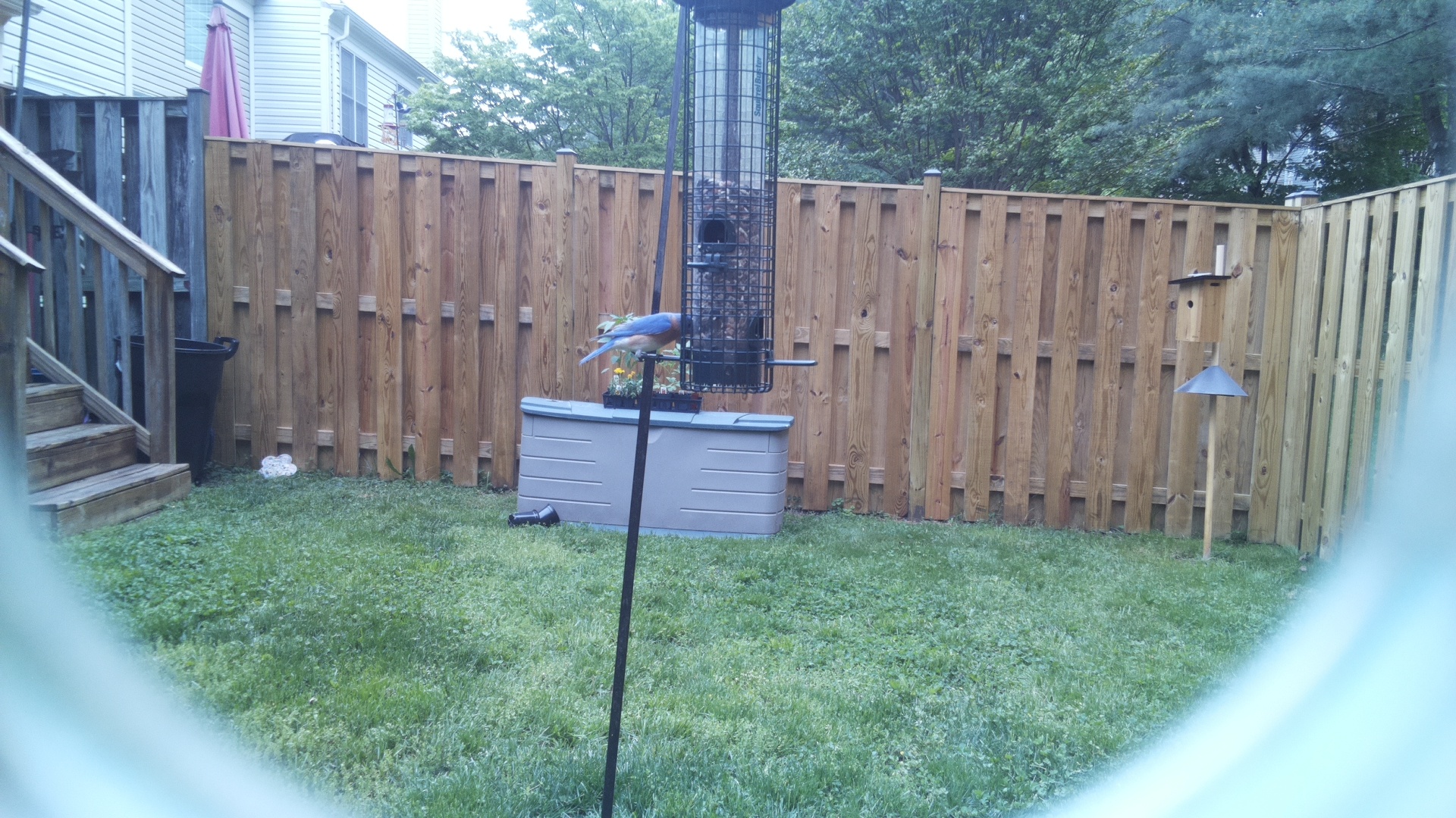 Crested Coua