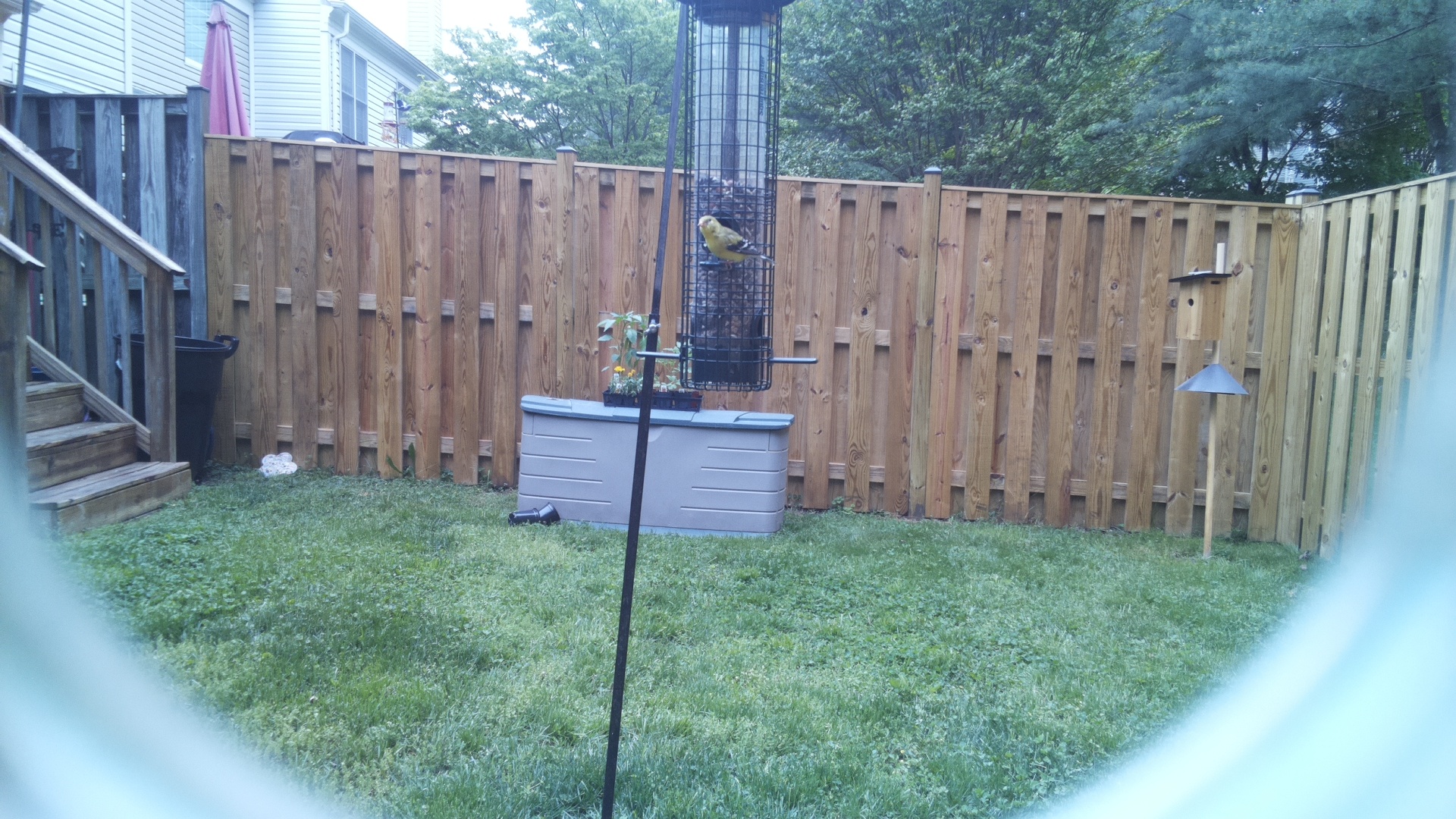 Canary