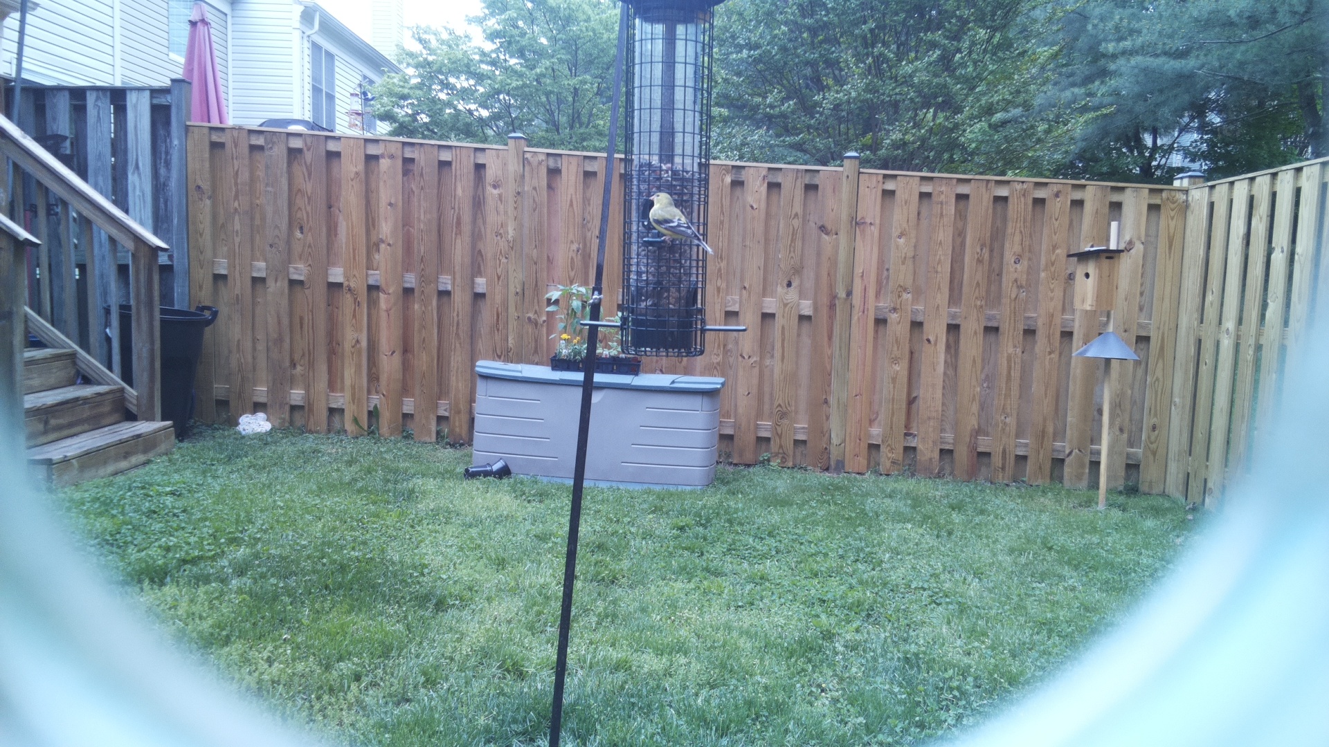 Gila Woodpecker