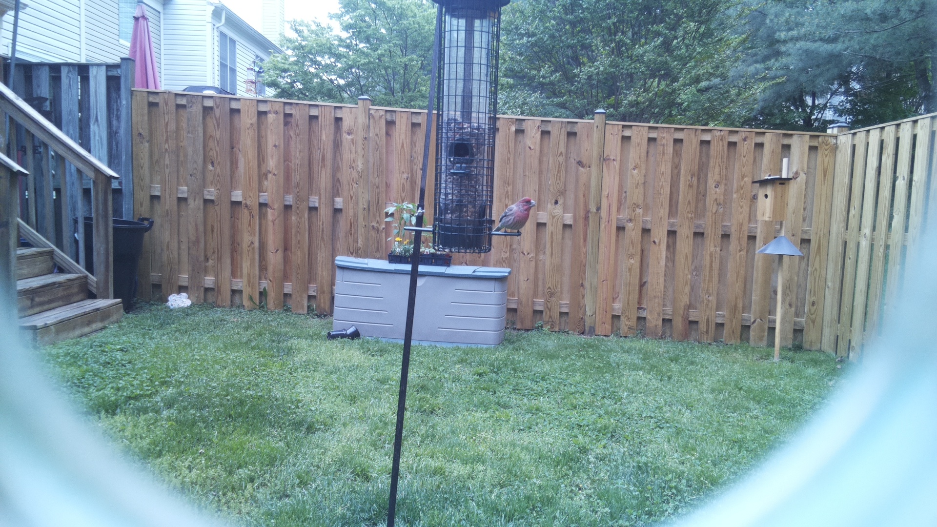 House Finch
