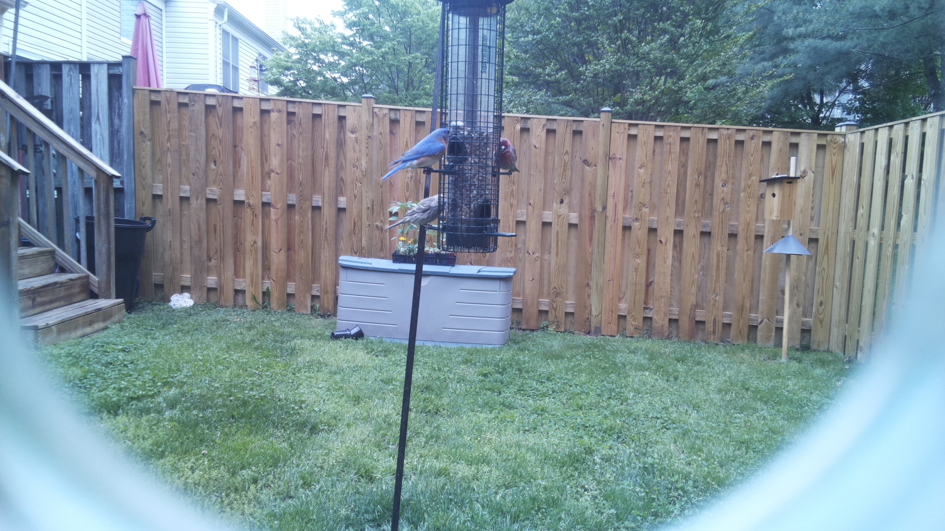 Eastern Bluebird