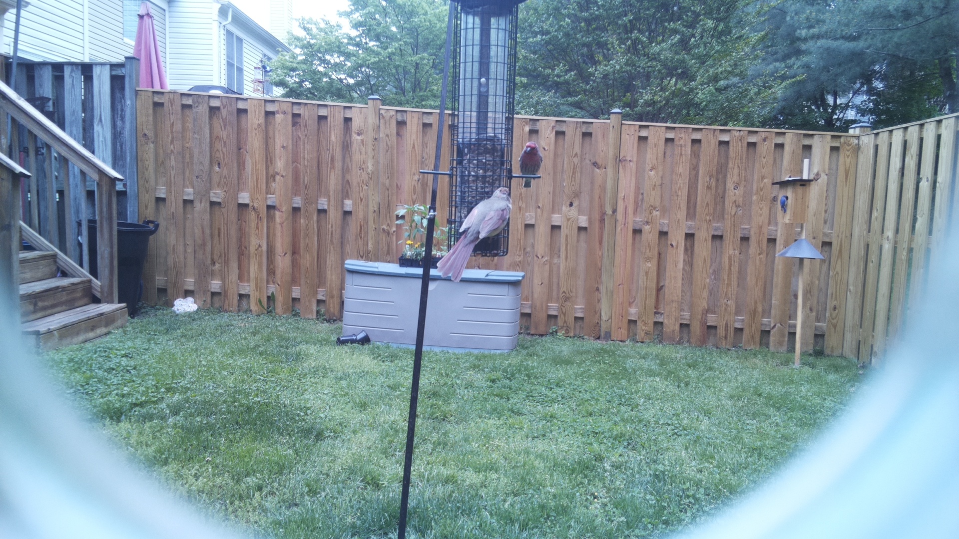 Crane Hawk