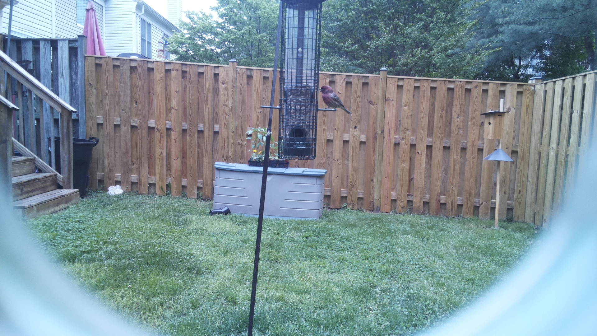 Purple Finch