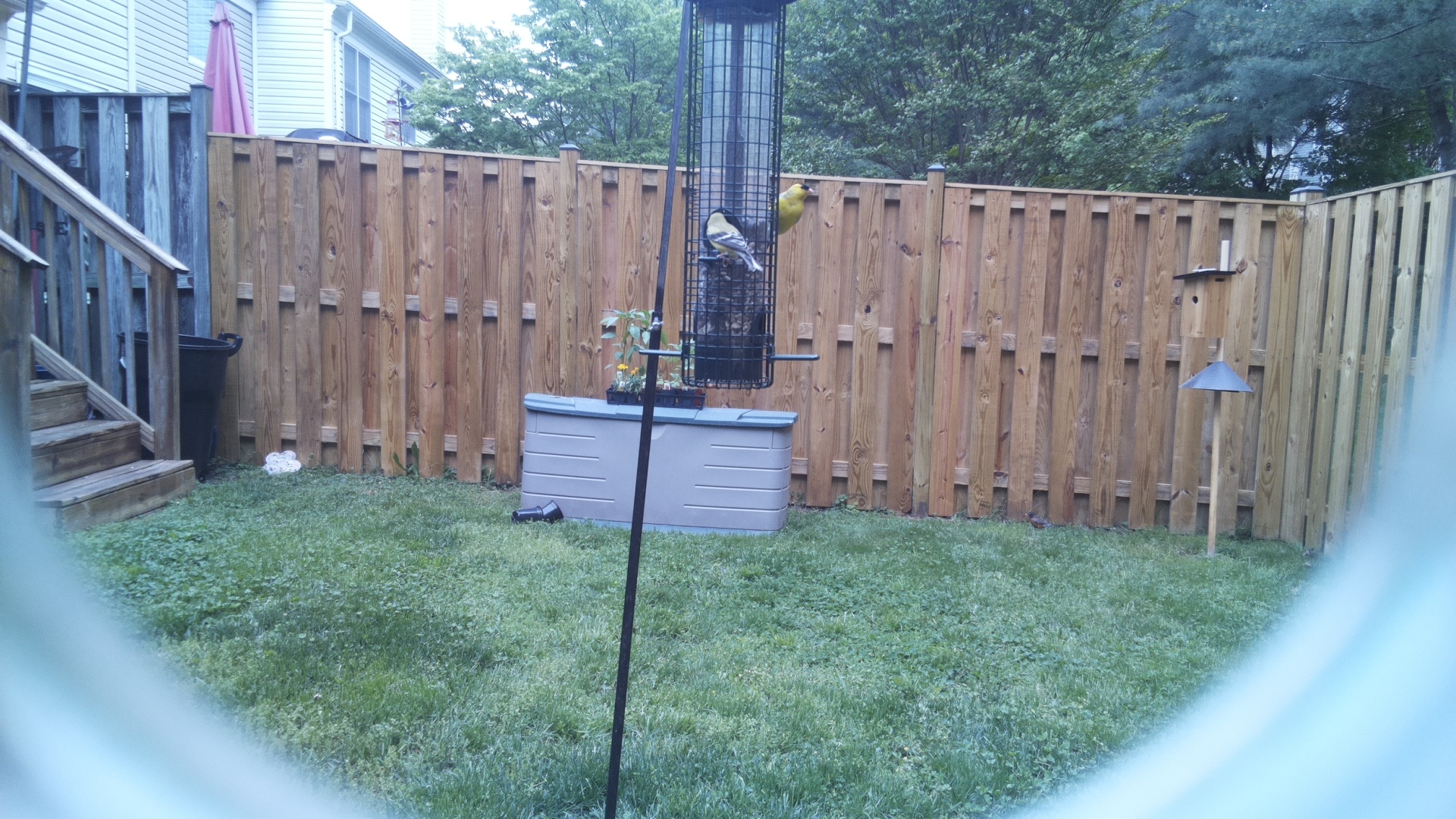 Jacobin Pigeon