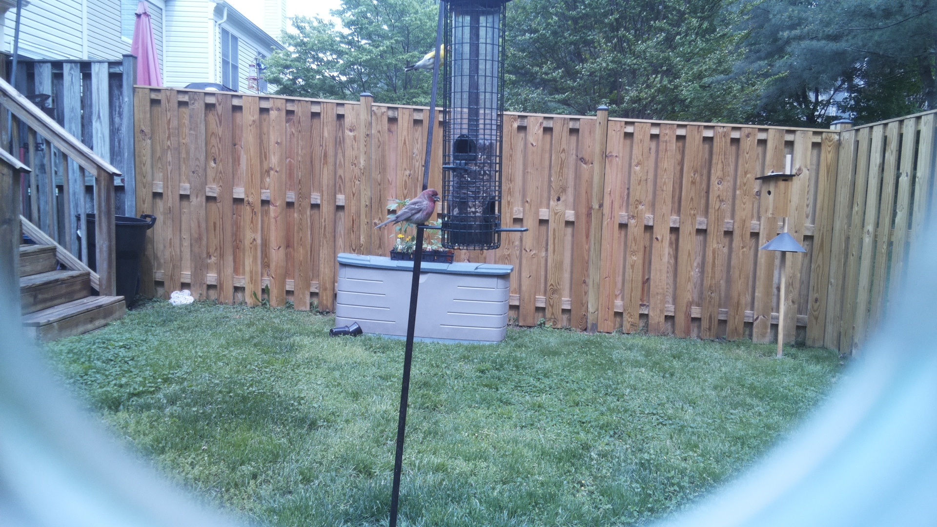 House Finch