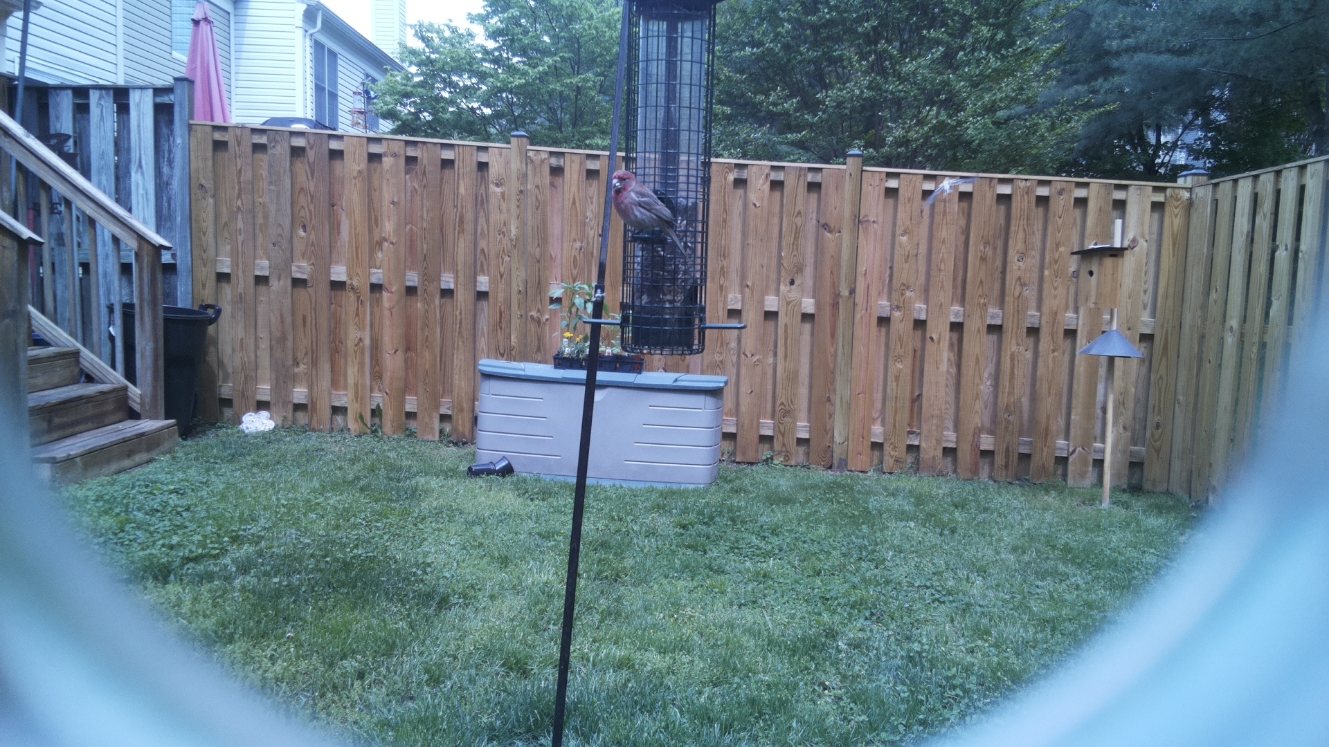 House Finch