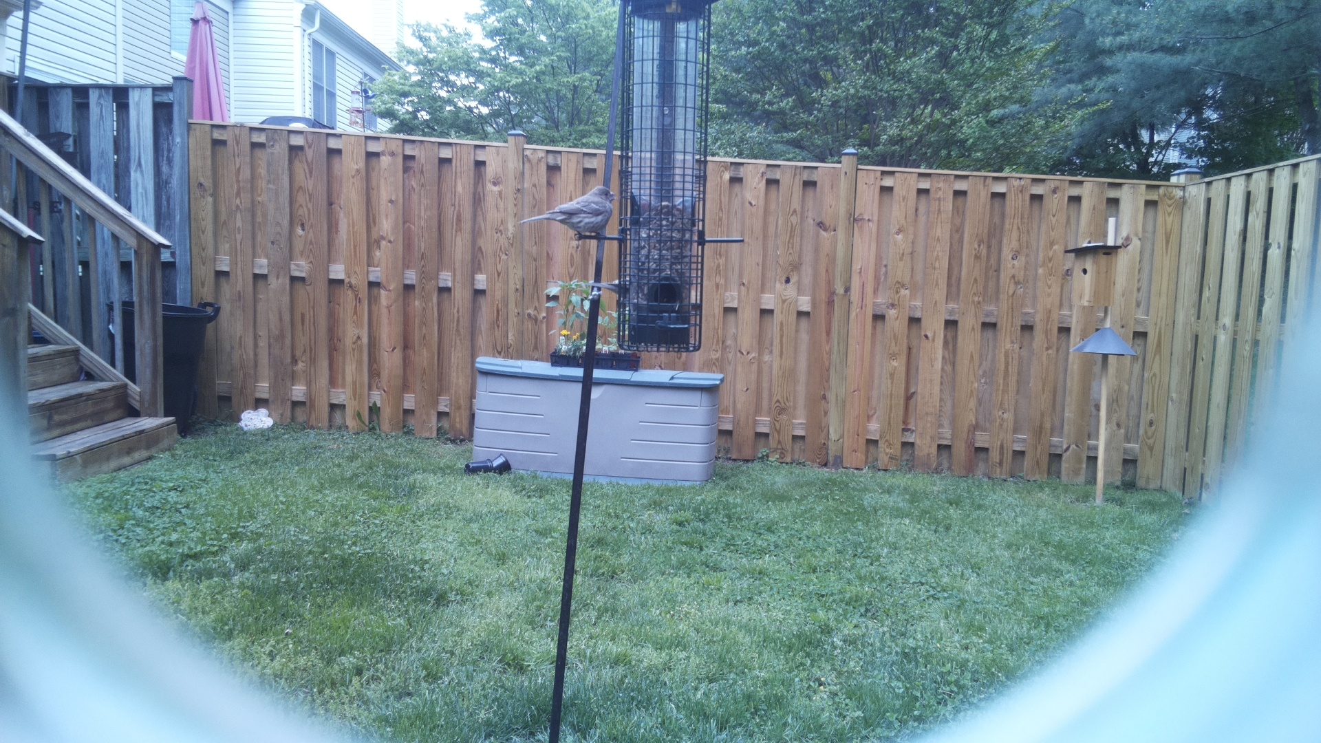 Grey Cuckooshrike