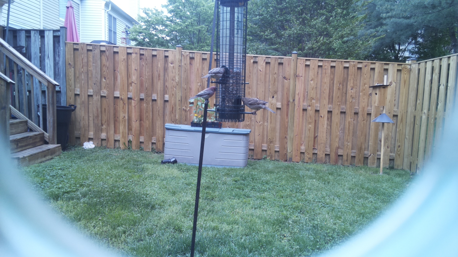 Noisy Friarbird