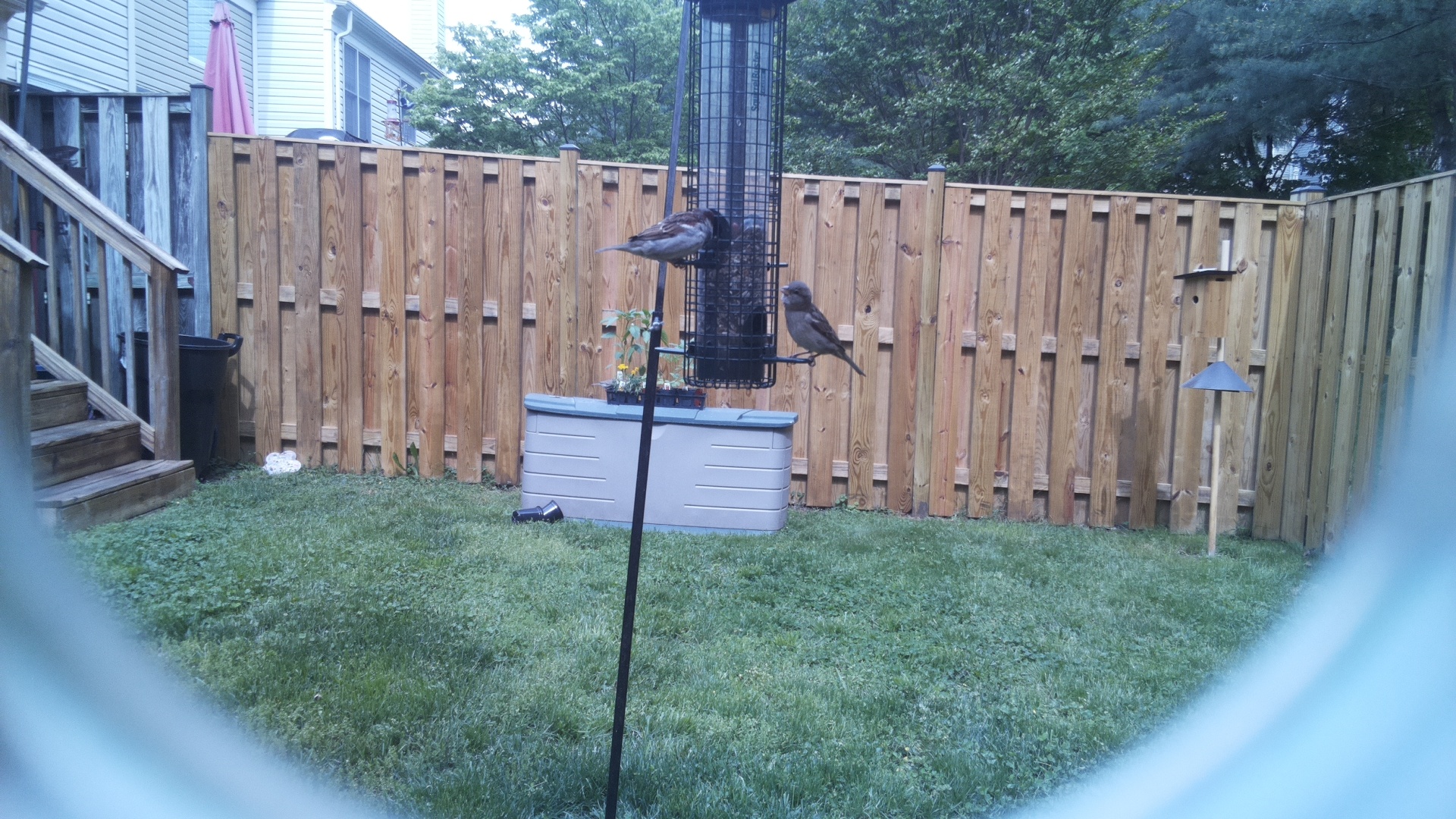 Brewers Blackbird