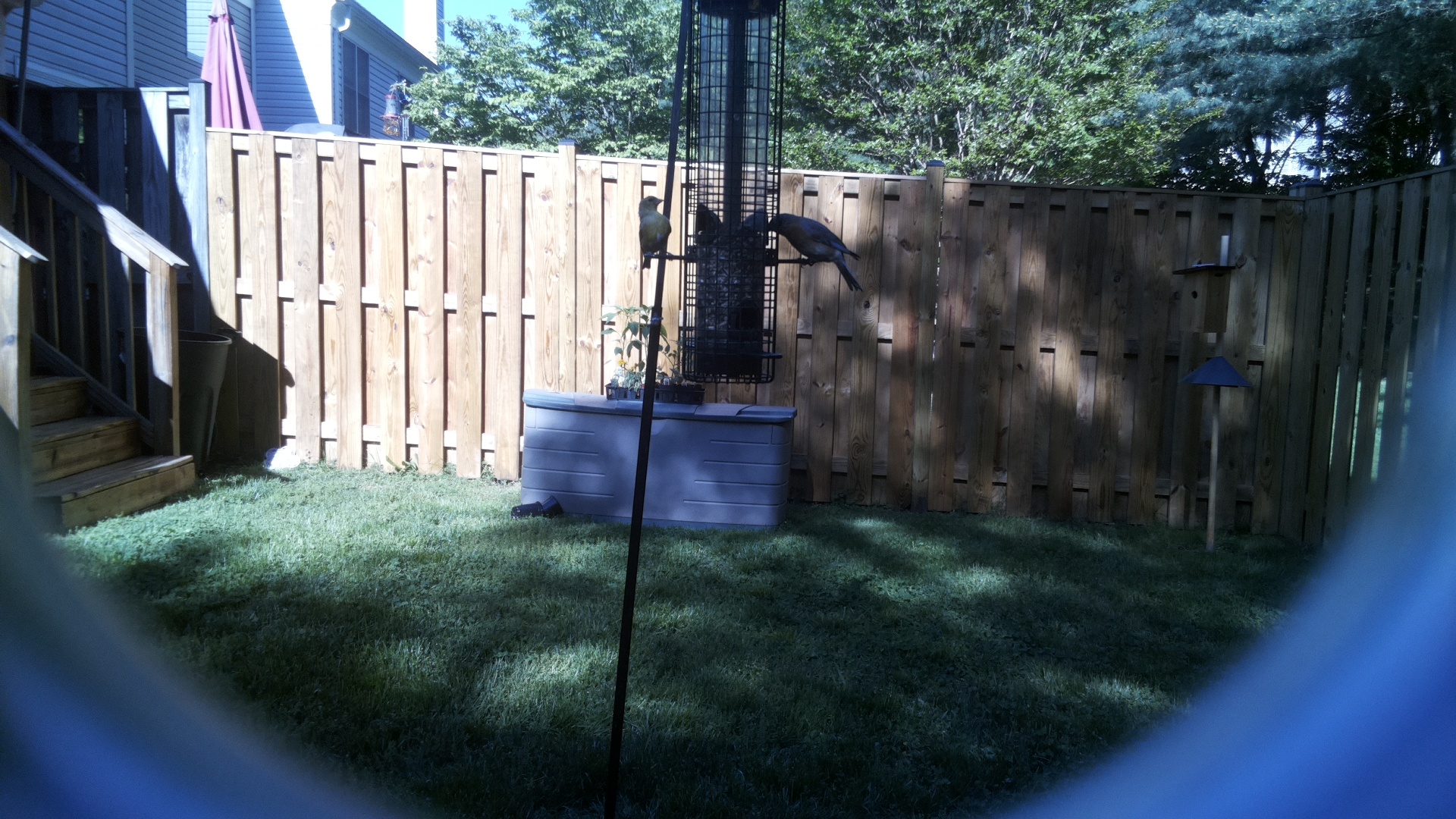 Asian Dollard Bird