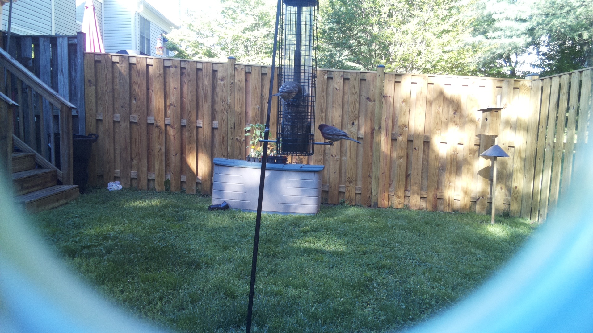 Brewers Blackbird