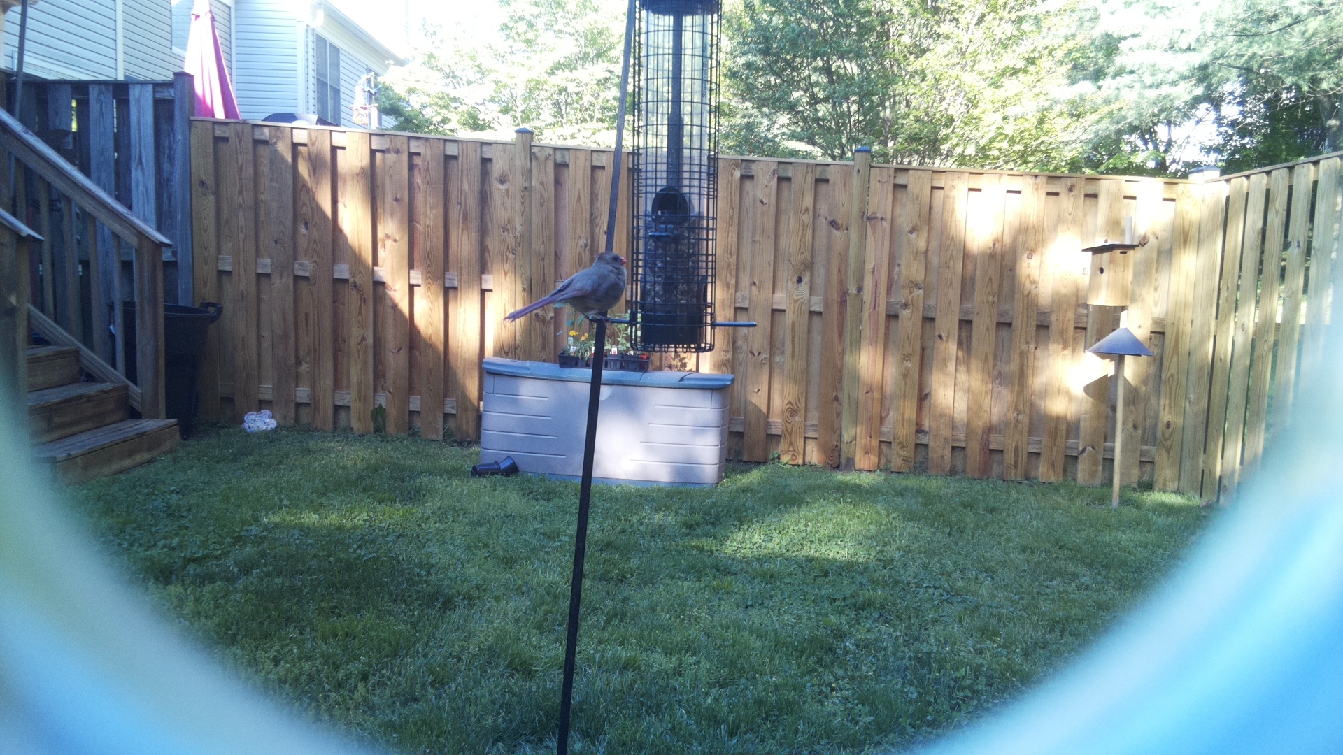 Gray Kingbird