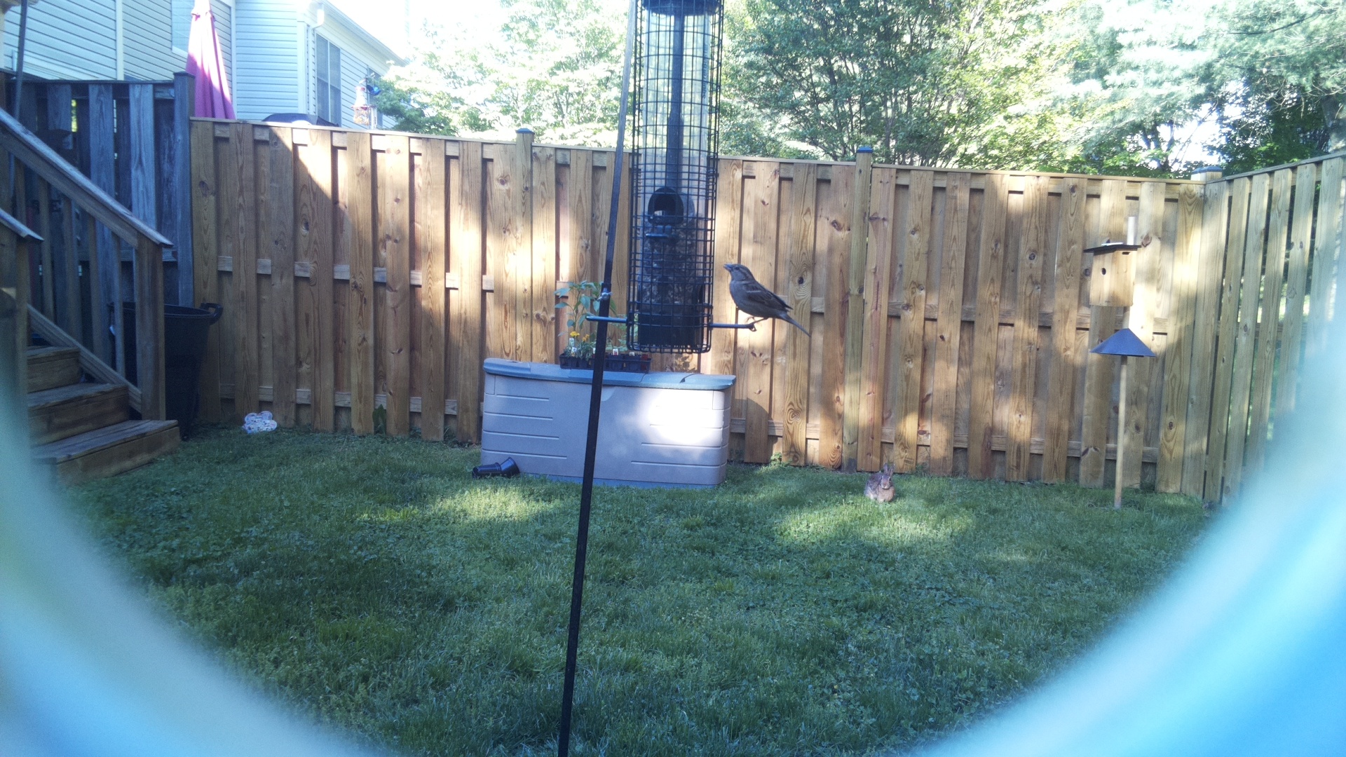 Brewers Blackbird