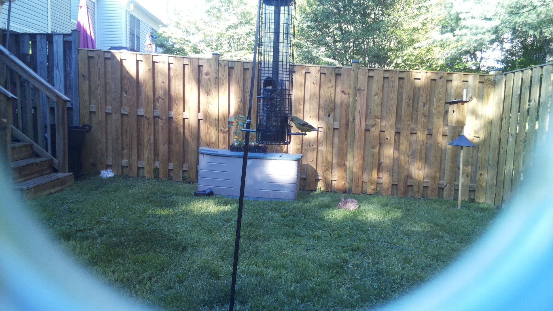 Brewers Blackbird