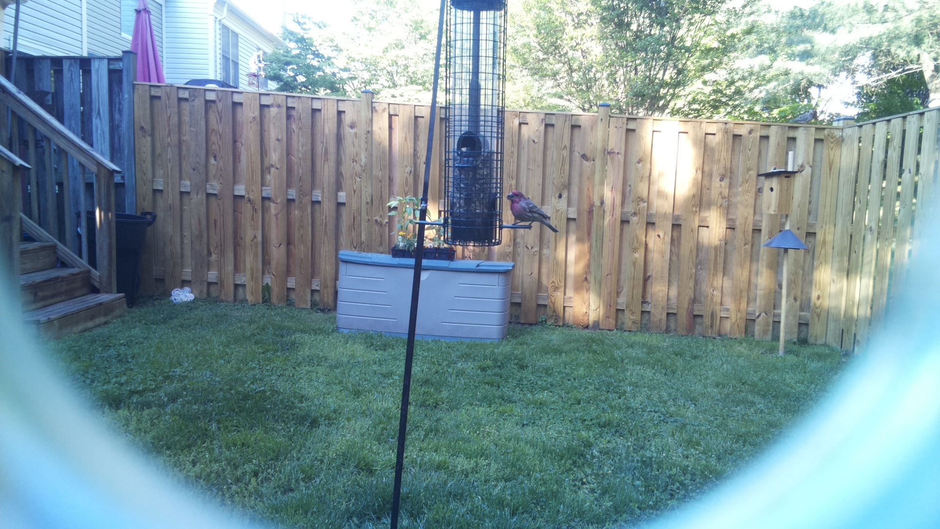 Purple Finch