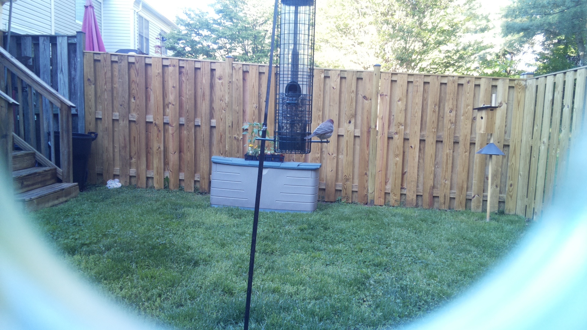 House Finch