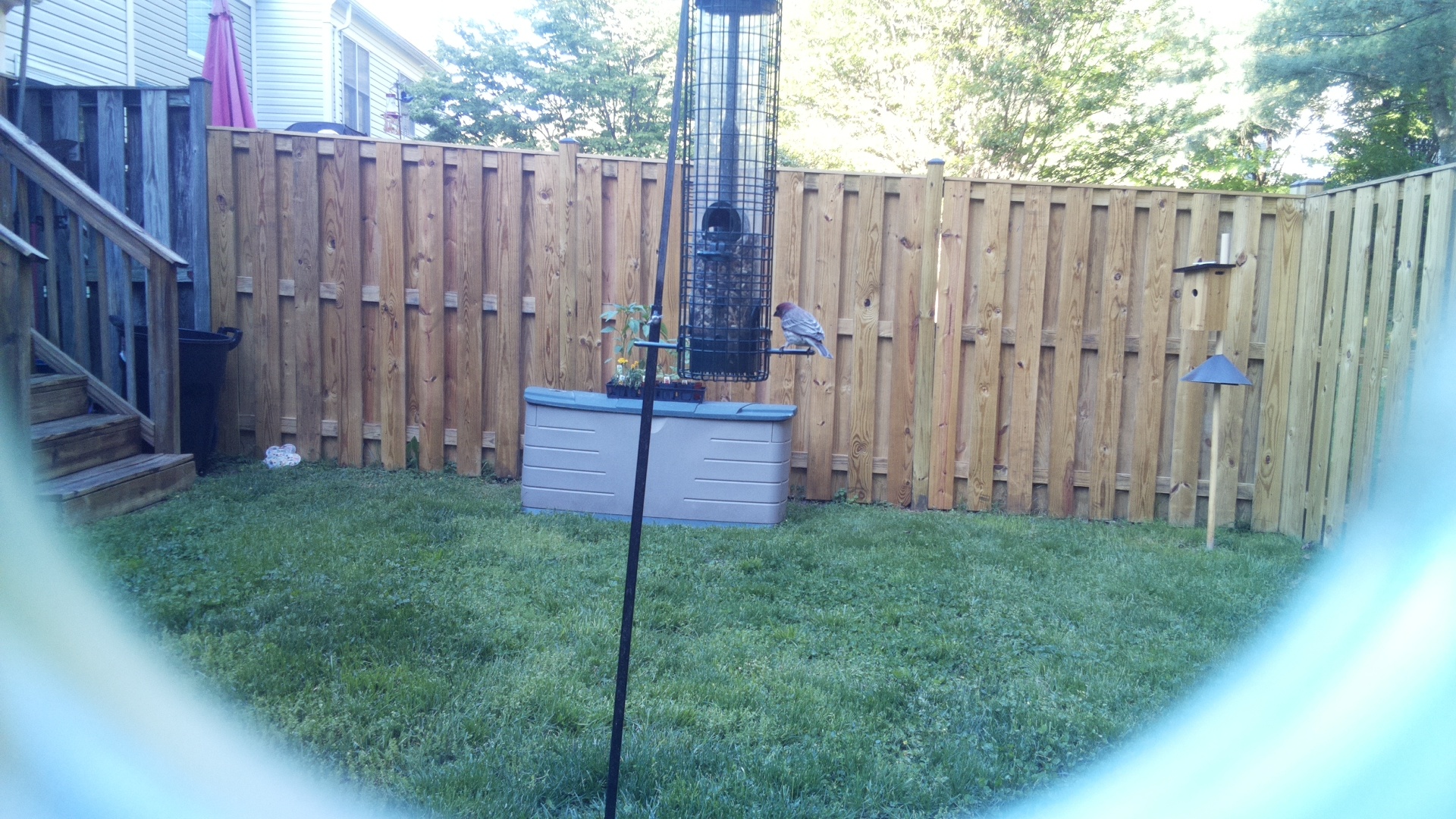 Grey Cuckooshrike