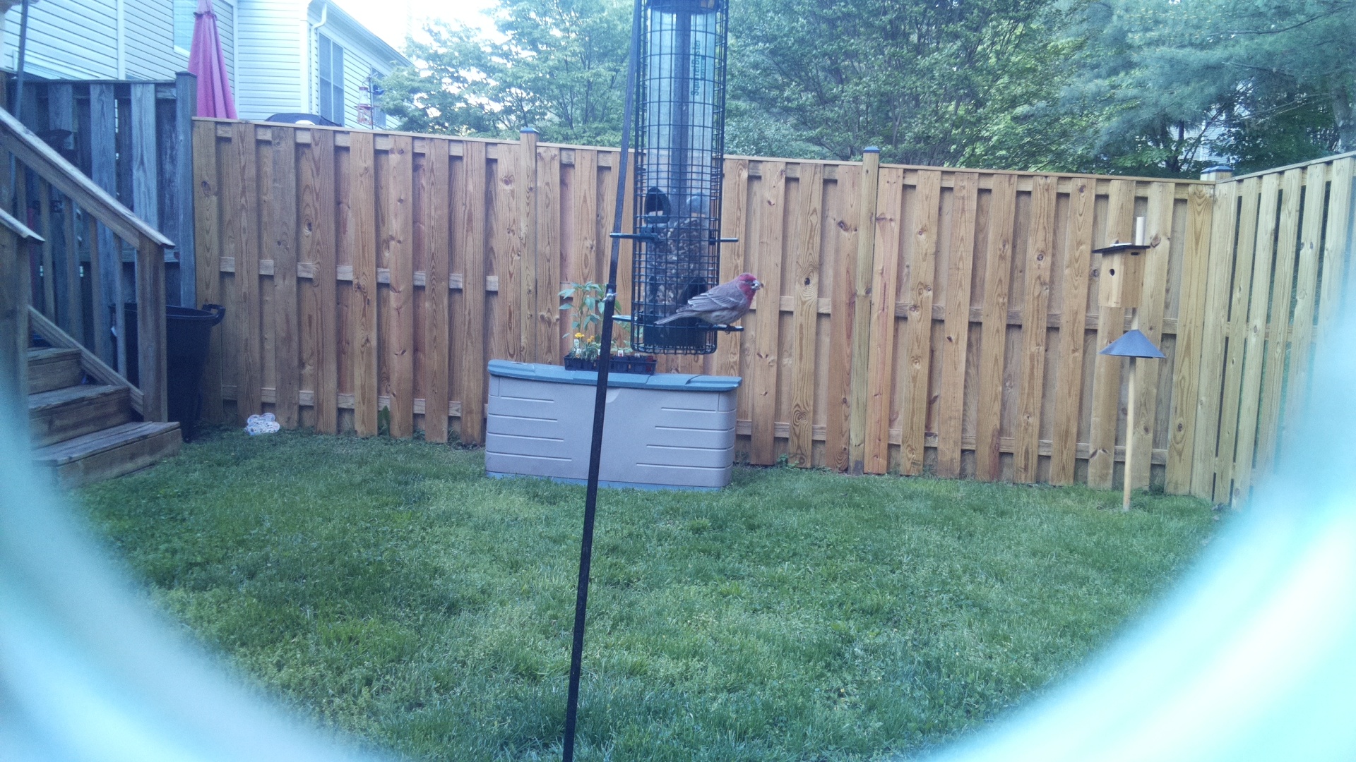 House Finch