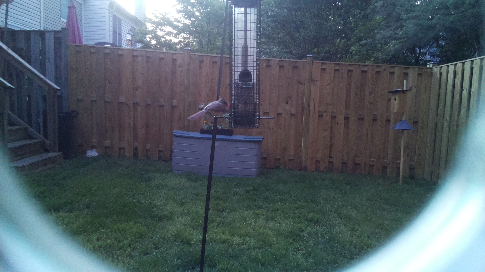 Looney Birds