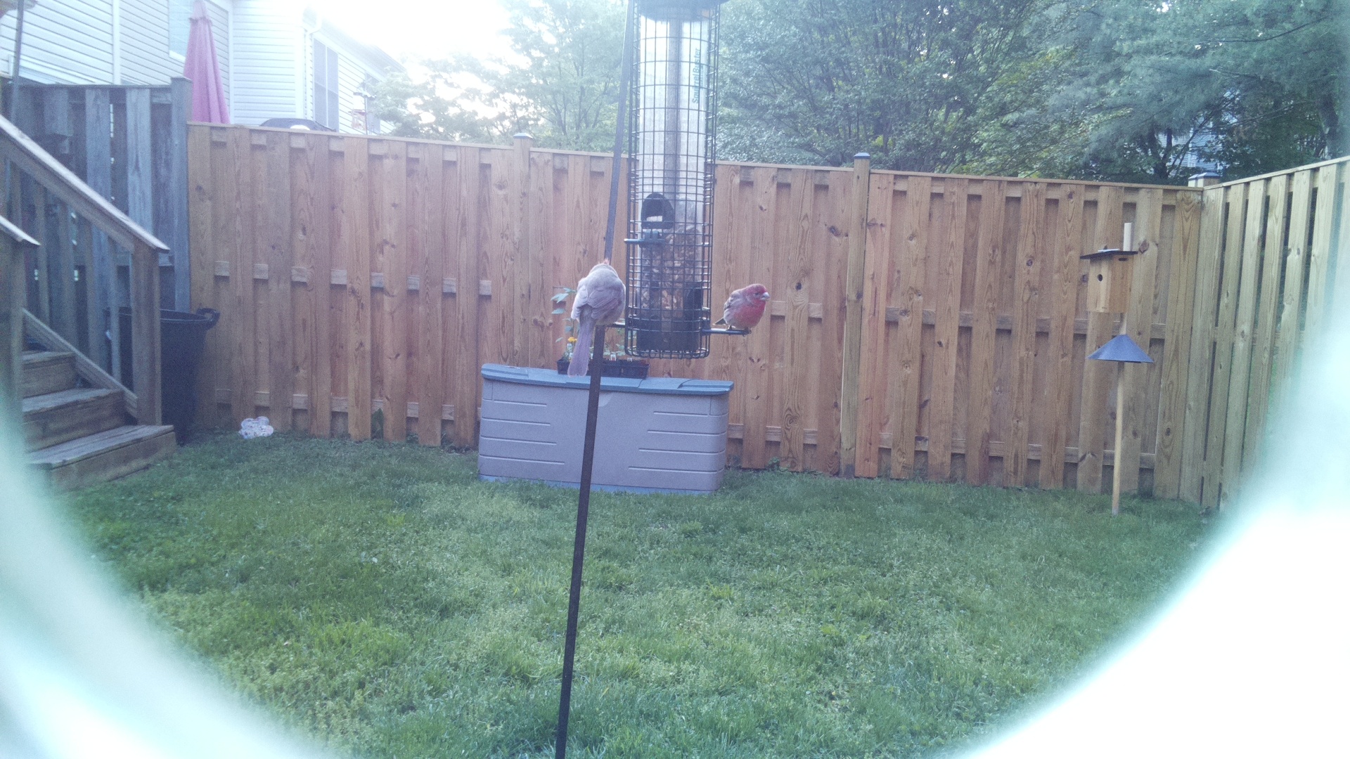 House Finch