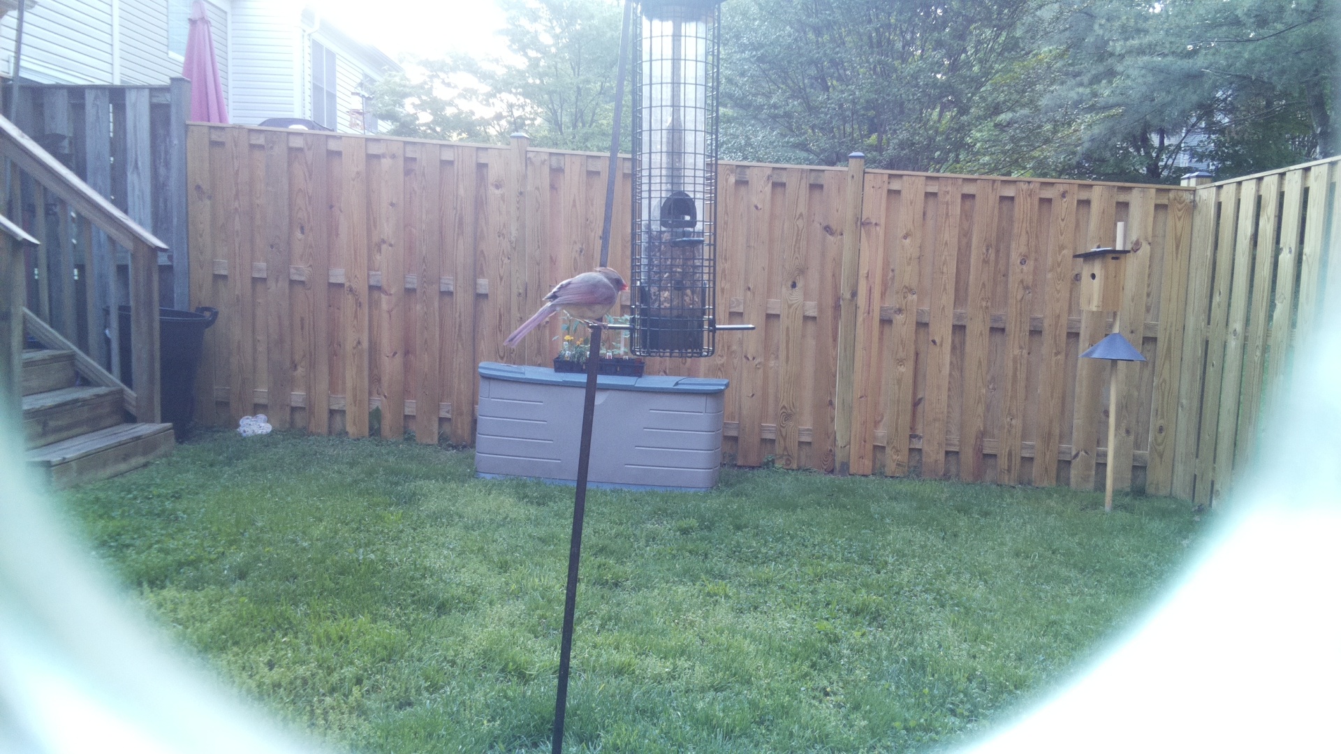 Pyrrhuloxia