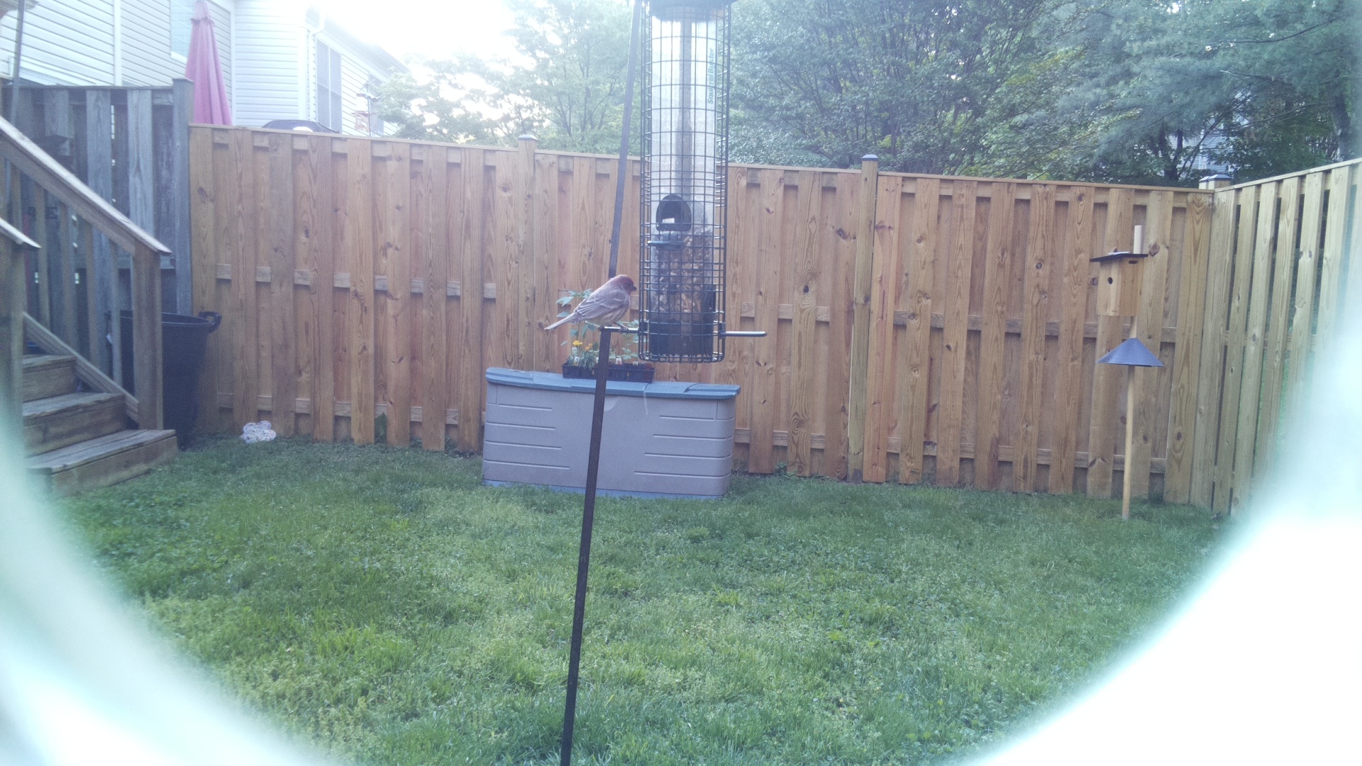 House Finch