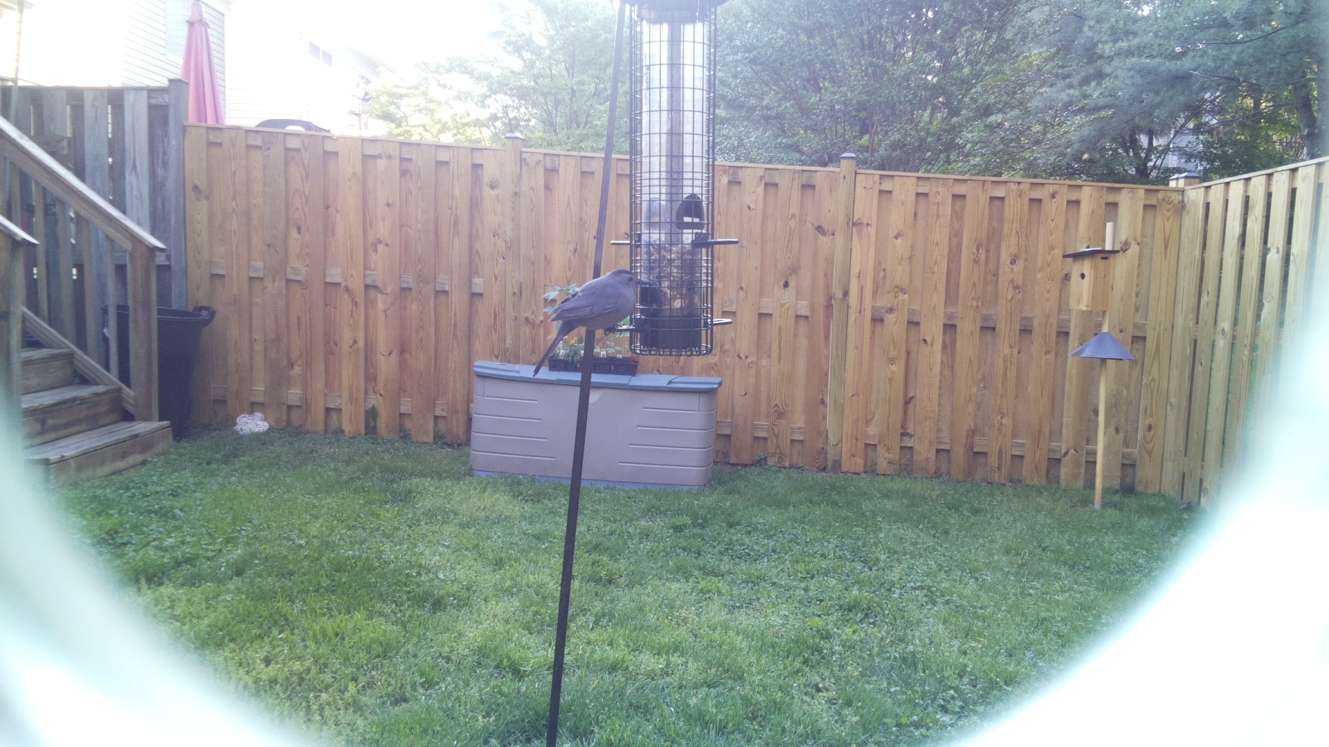Crane Hawk