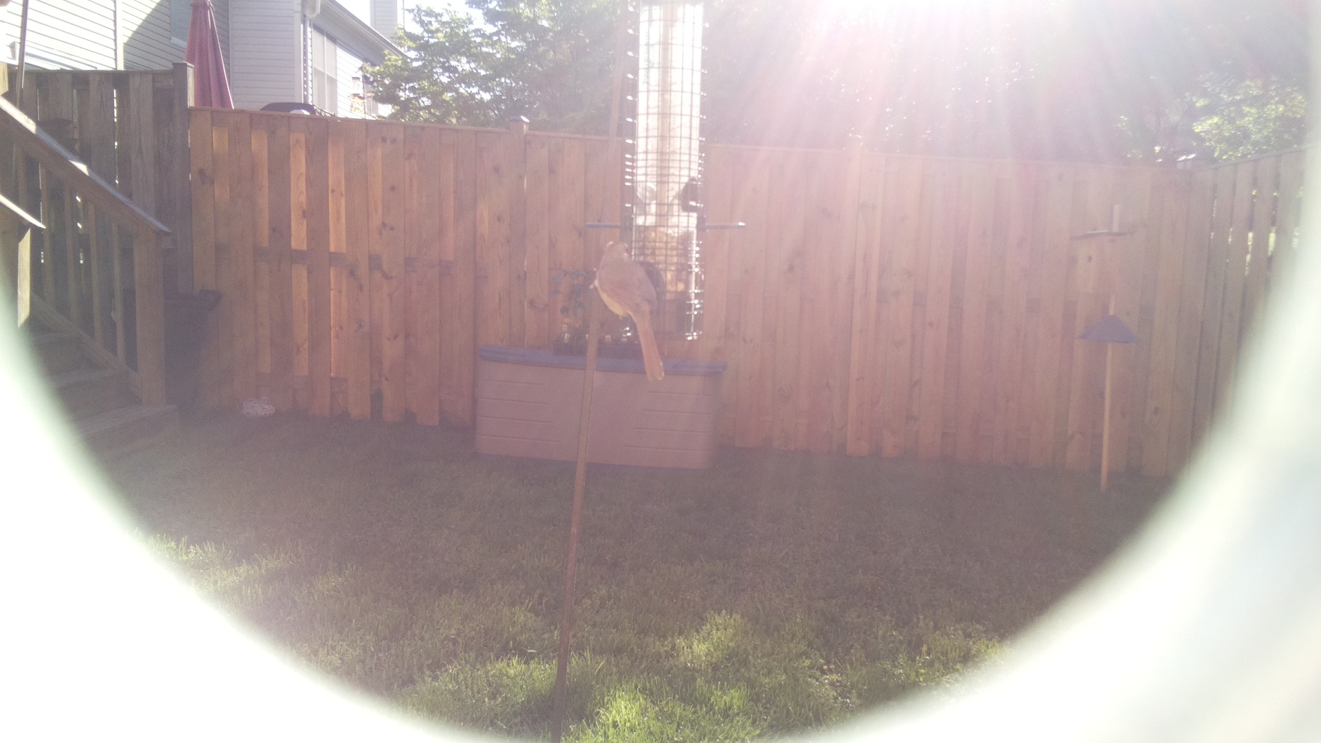 Ruddy Shelduck